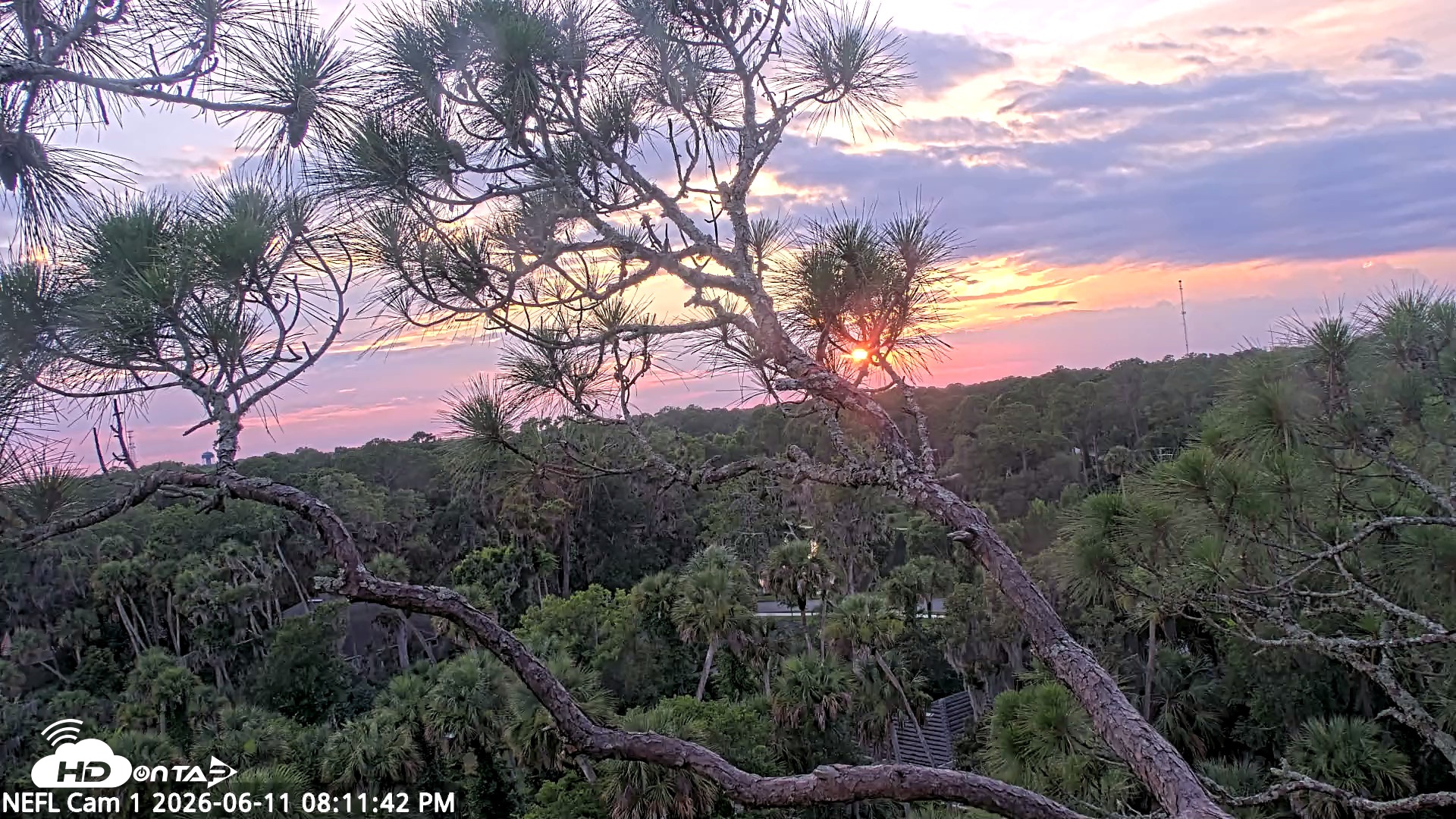 Snapshot of NE Florida Eagles Live Webcam taken Jun 11, 2026, 8:12pm EDT