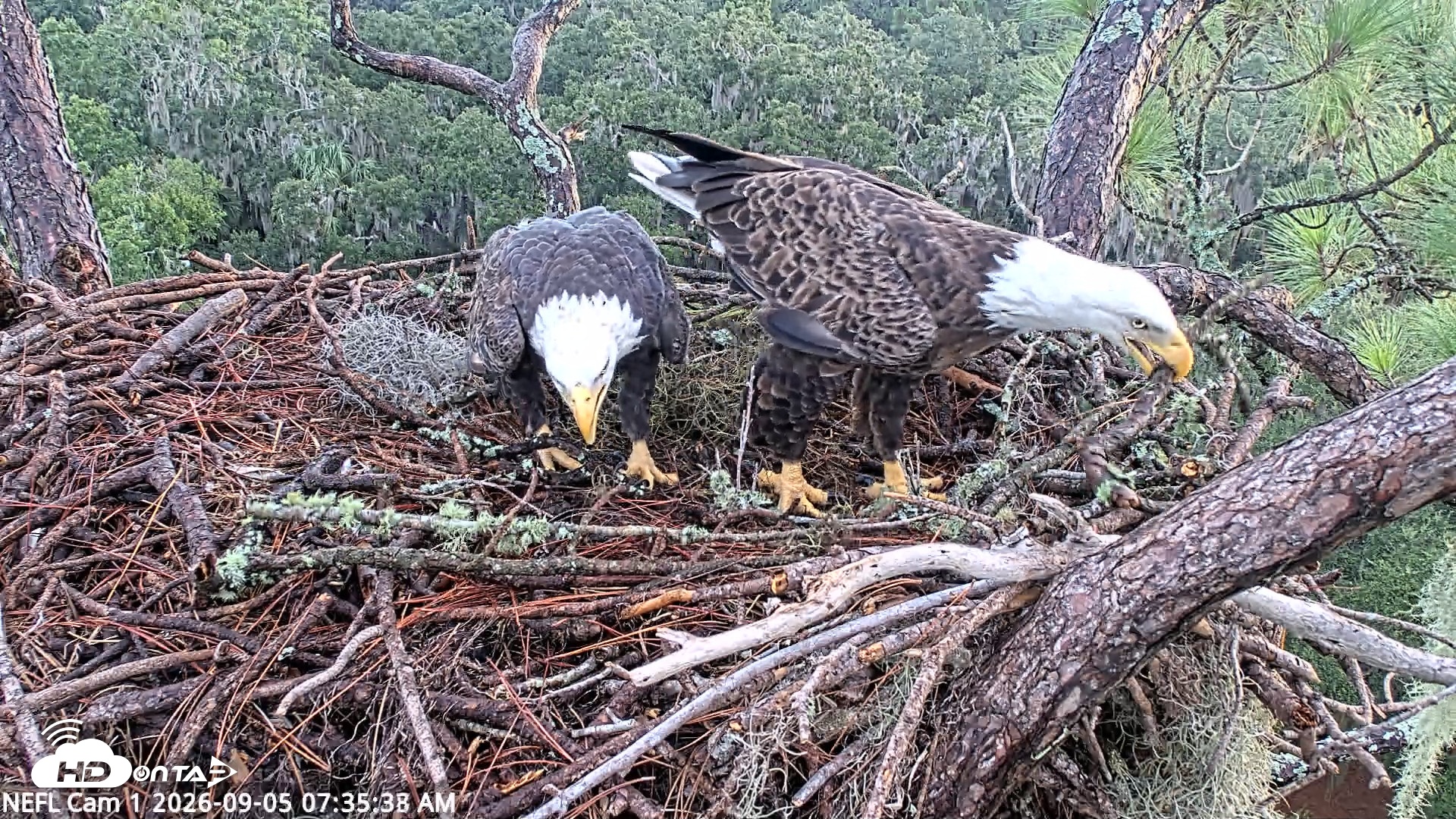 Snapshot of NE Florida Eagles Live Webcam taken Sep 5, 2026, 7:36am EDT
