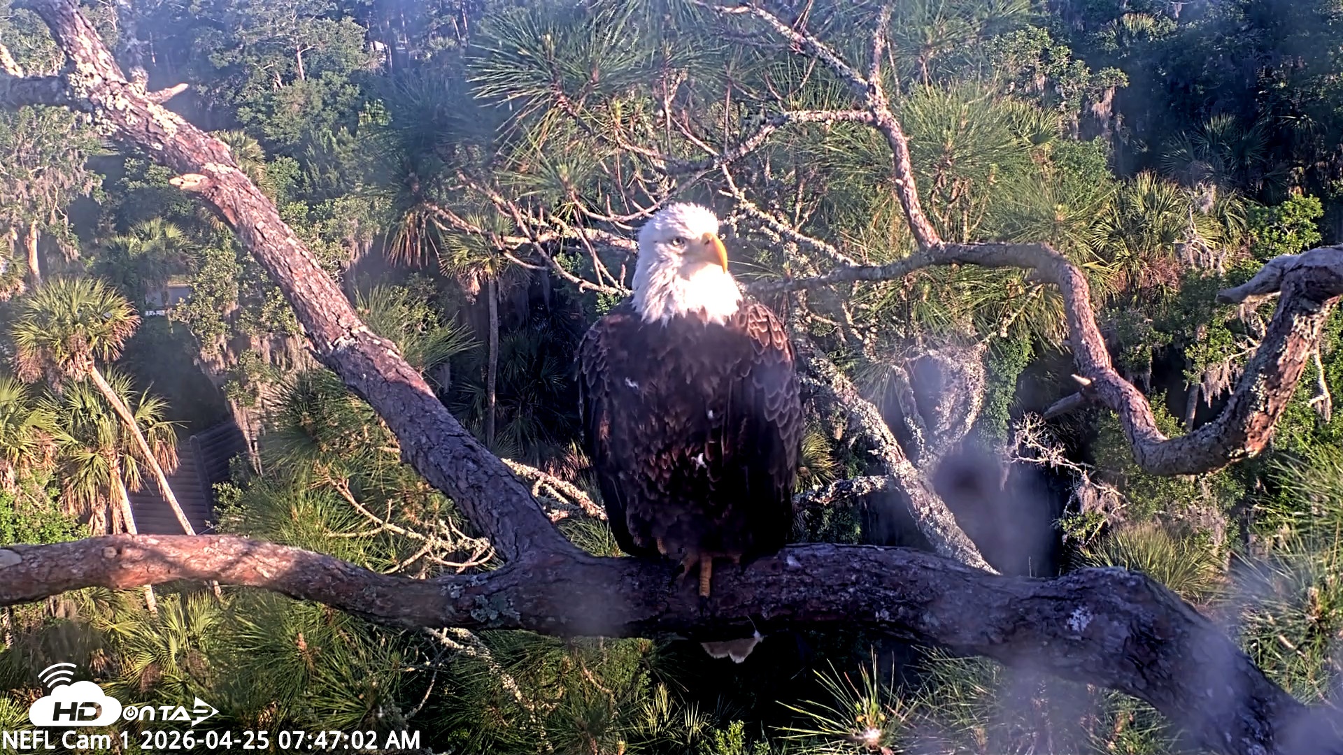 Snapshot of NE Florida Eagles Live Webcam taken Apr 25, 2026, 7:49am EDT