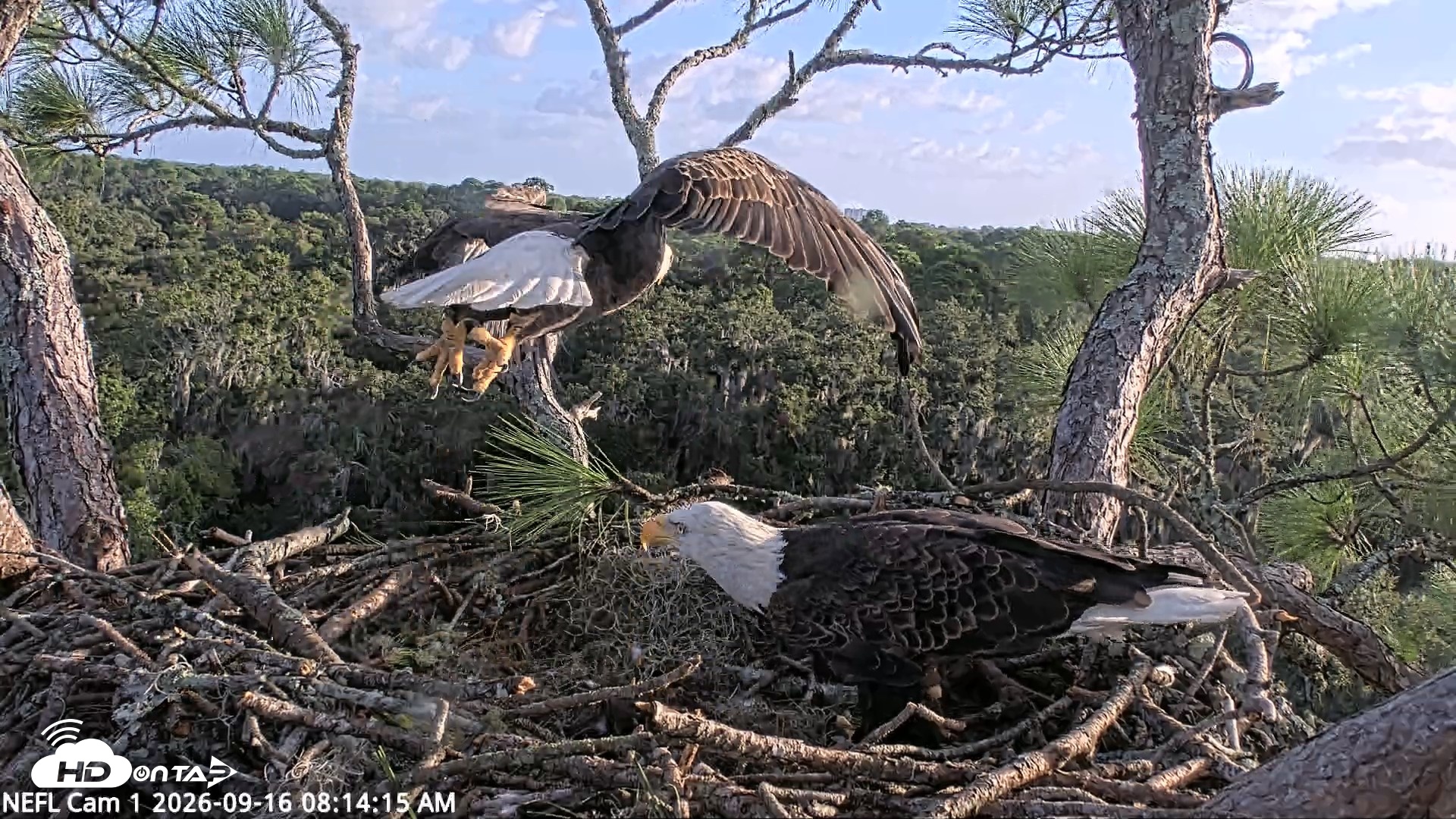 Snapshot of NE Florida Eagles Live Webcam taken Sep 16, 2026, 8:15am EDT