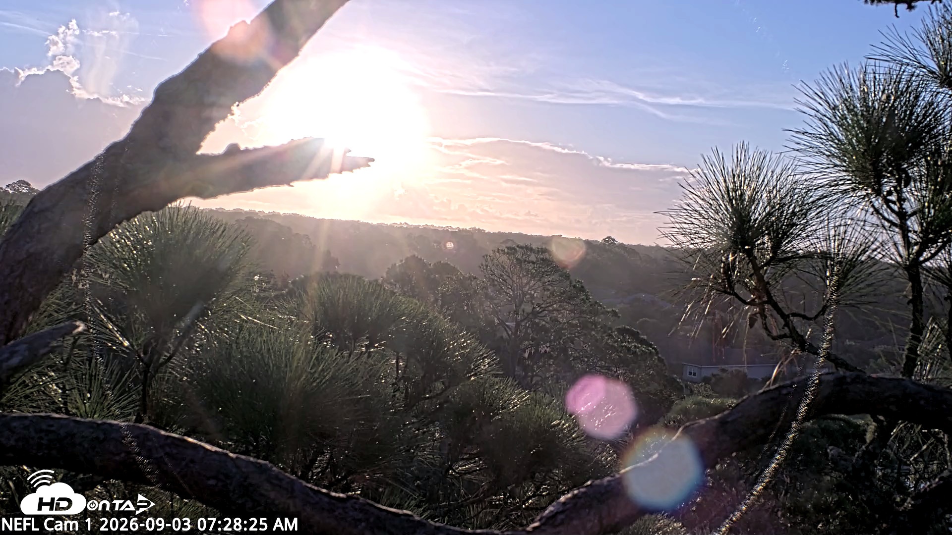 Snapshot of NE Florida Eagles Live Webcam taken Sep 3, 2026, 7:30am EDT