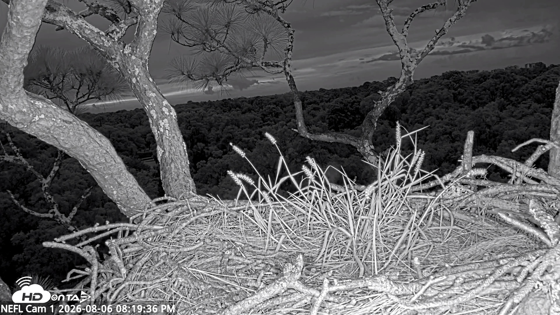 Snapshot of NE Florida Eagles Live Webcam taken Aug 6, 2026, 8:20pm EDT