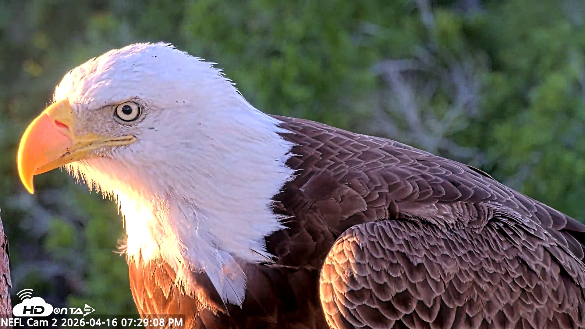 Snapshot of NE Florida Eagles Live Webcam taken Apr 16, 2026, 7:30pm EDT