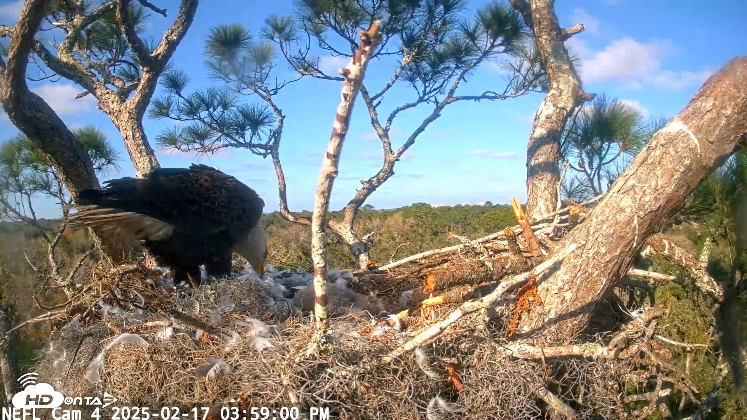 Snapshot of NE Florida Eagles Live Webcam taken Feb 17, 2025, 3:58pm EST