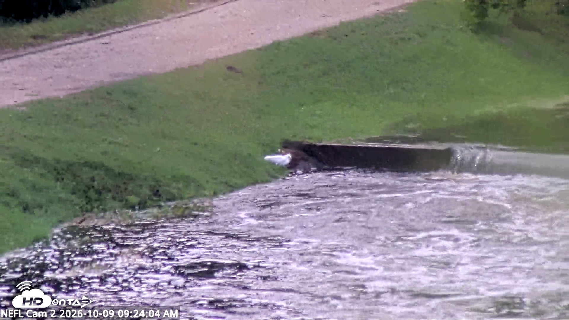 Snapshot of NE Florida Eagles Live Webcam taken Oct 9, 2026, 9:25am EDT