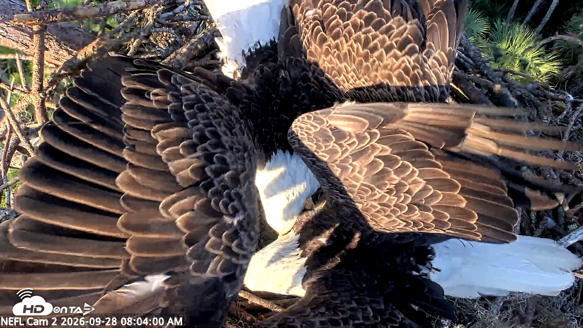 Snapshot of NE Florida Eagles Live Webcam taken Sep 28, 2026, 8:04am EDT