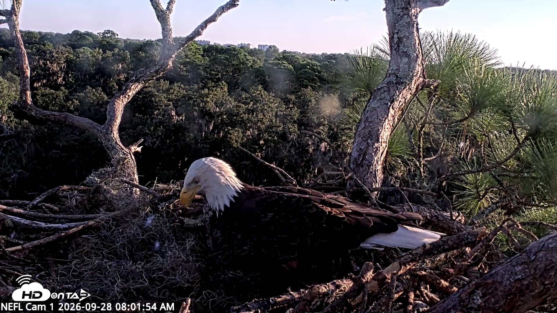 Snapshot of NE Florida Eagles Live Webcam taken Sep 28, 2026, 8:02am EDT