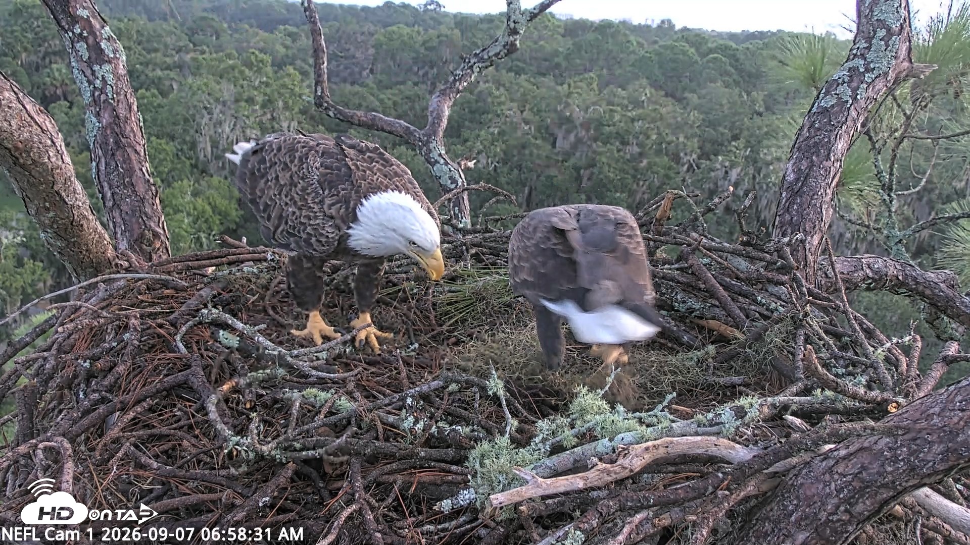 Snapshot of NE Florida Eagles Live Webcam taken Sep 7, 2026, 6:59am EDT