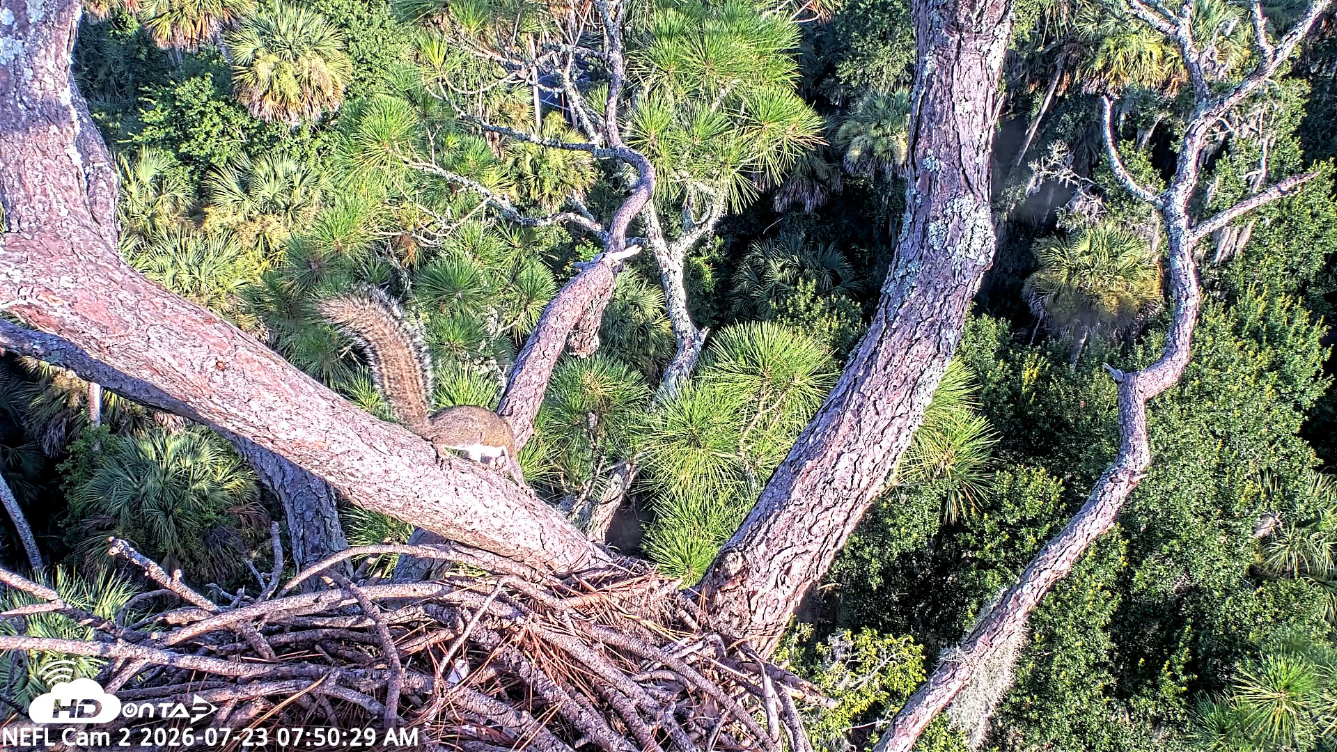 Snapshot of NE Florida Eagles Live Webcam taken Jul 23, 2026, 7:51am EDT