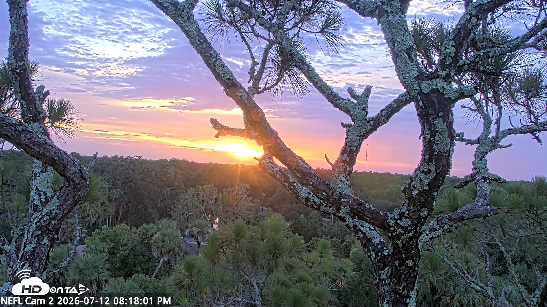 Snapshot of NE Florida Eagles Live Webcam taken Jul 12, 2026, 8:18pm EDT
