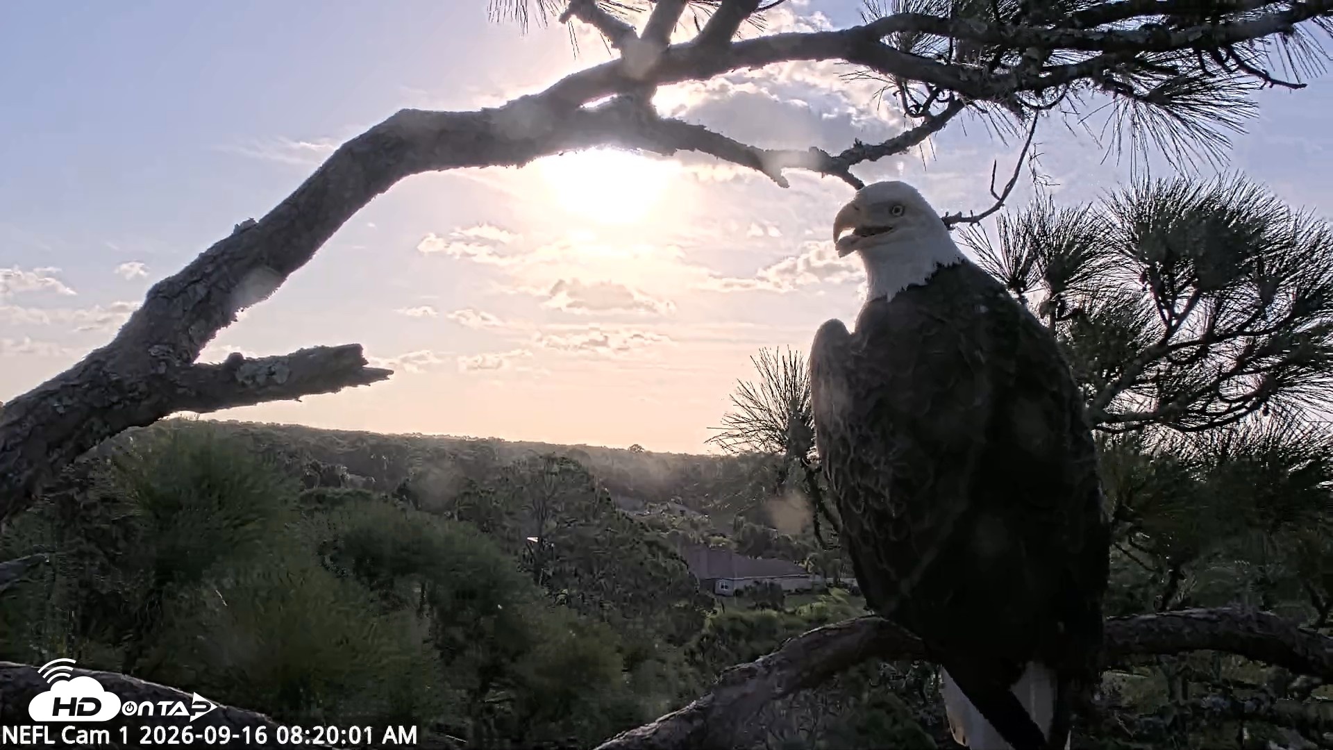 Snapshot of NE Florida Eagles Live Webcam taken Sep 16, 2026, 8:21am EDT