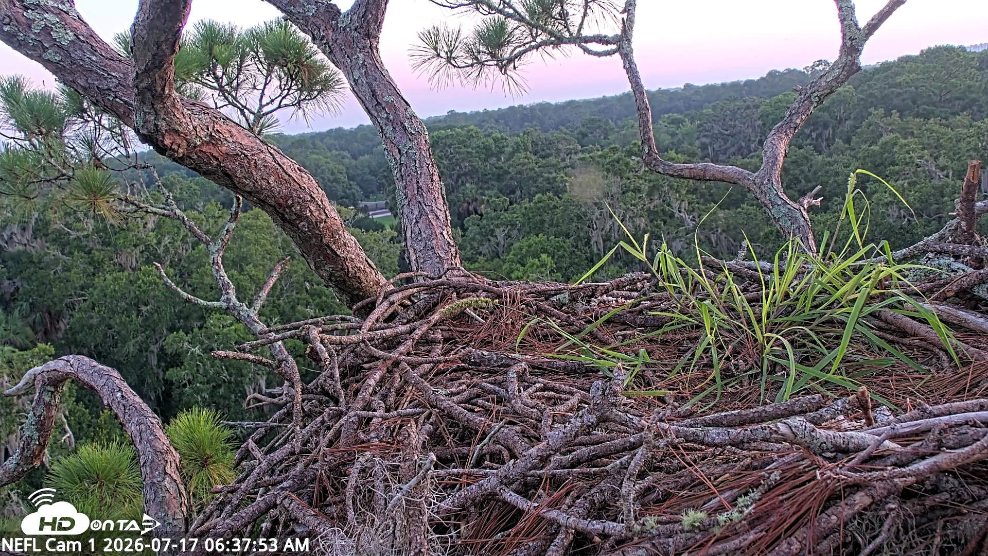 Snapshot of NE Florida Eagles Live Webcam taken Jul 17, 2026, 6:39am EDT