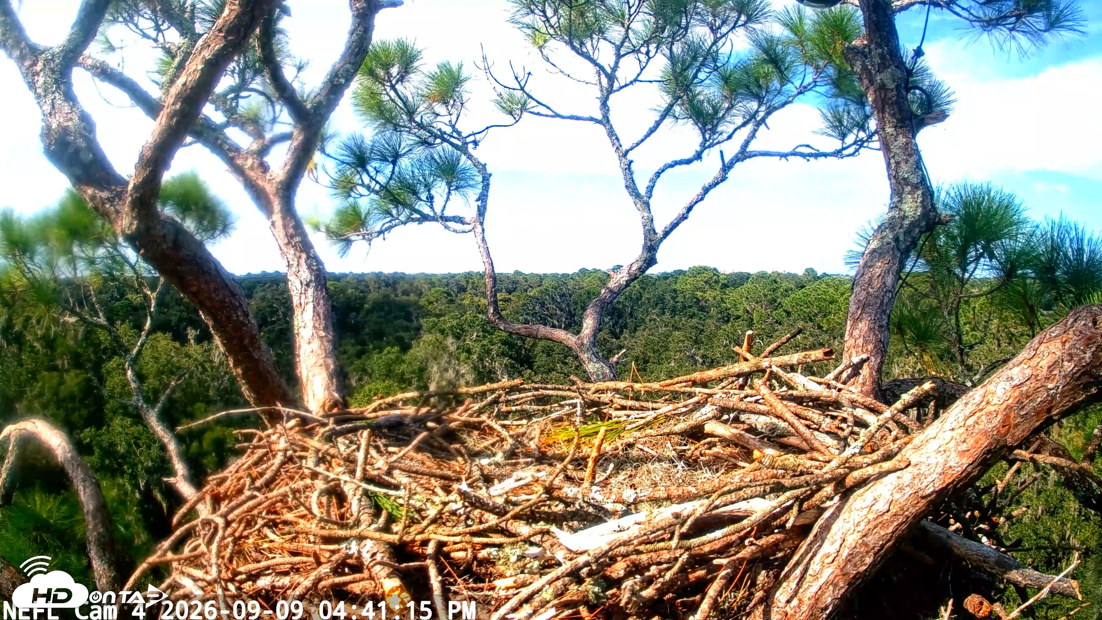 Snapshot of NE Florida Eagles Live Webcam taken Sep 9, 2026, 4:42pm EDT