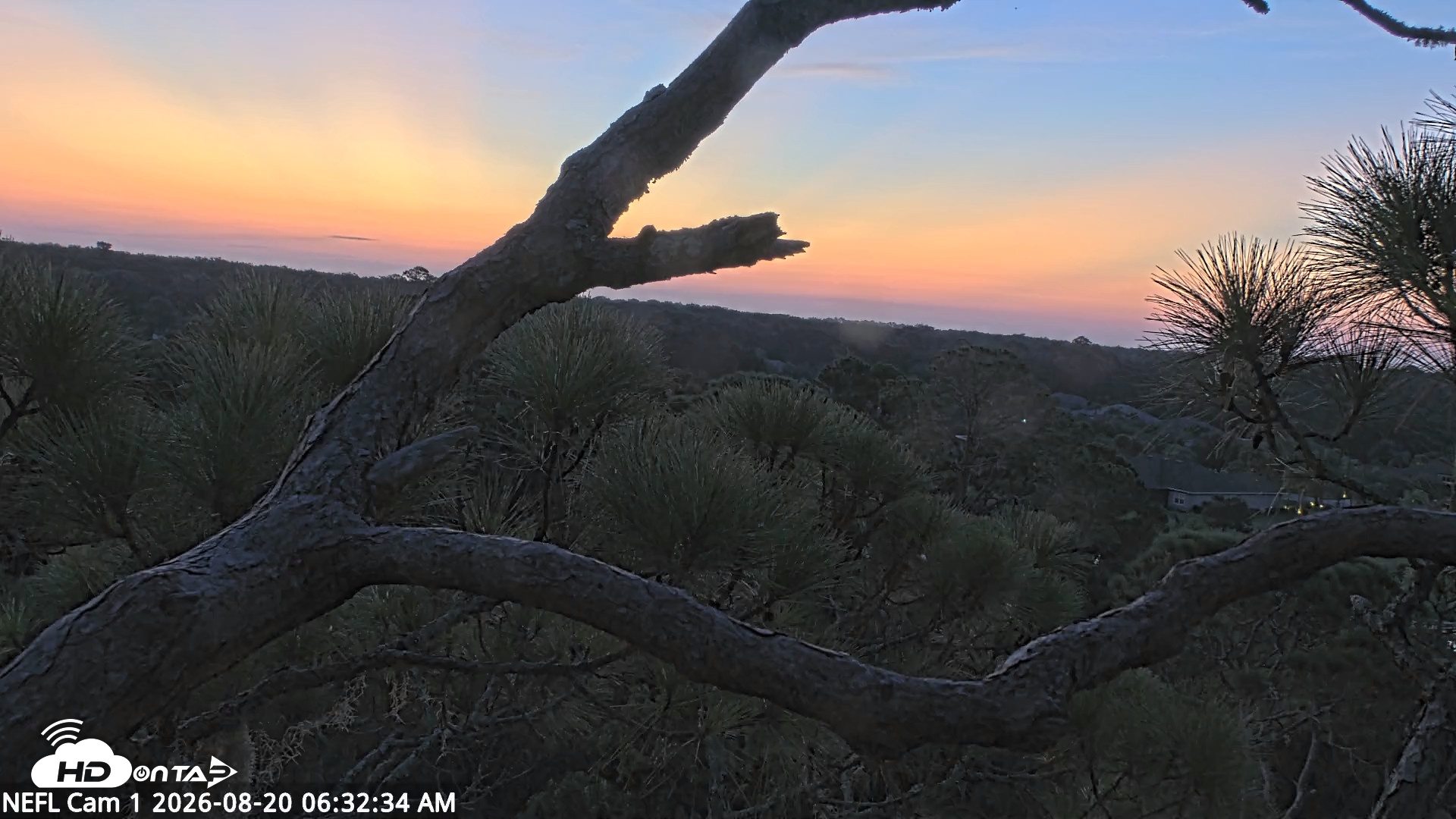 Snapshot of NE Florida Eagles Live Webcam taken Aug 20, 2026, 6:33am EDT