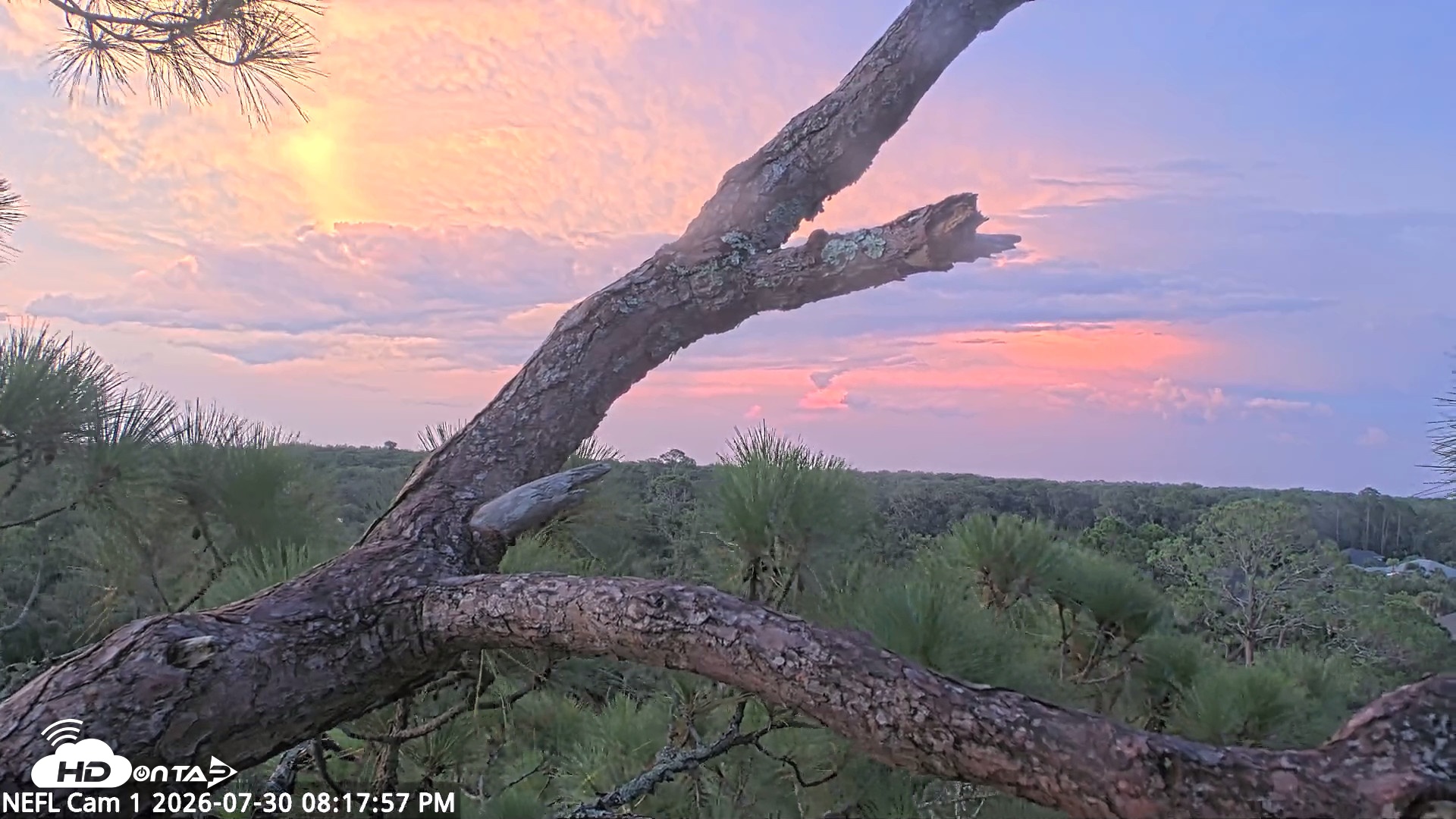 Snapshot of NE Florida Eagles Live Webcam taken Jul 30, 2026, 8:19pm EDT