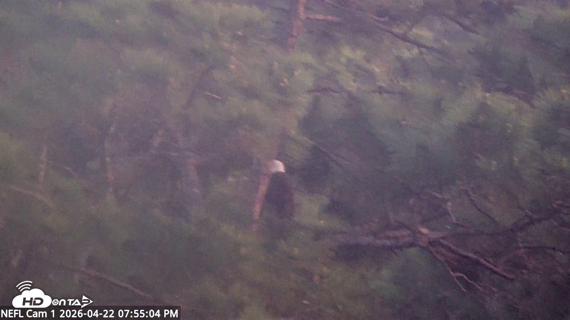 Snapshot of NE Florida Eagles Live Webcam taken Apr 22, 2026, 7:56pm EDT
