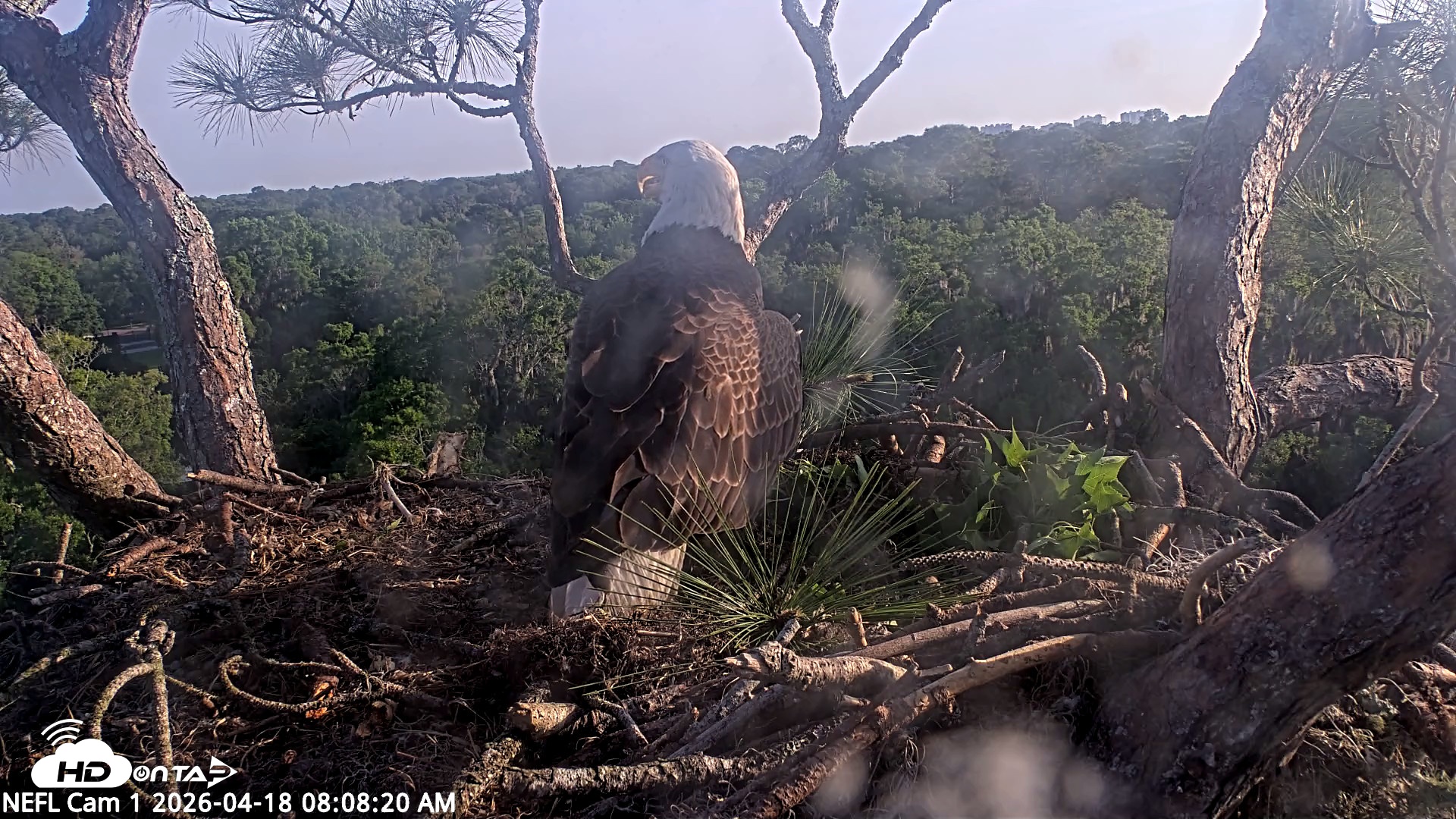 Snapshot of NE Florida Eagles Live Webcam taken Apr 18, 2026, 8:09am EDT