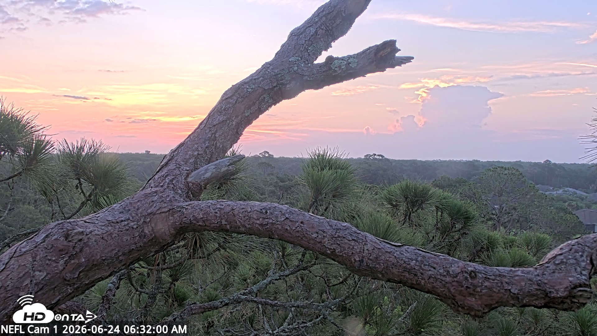 Snapshot of NE Florida Eagles Live Webcam taken Jun 24, 2026, 6:33am EDT