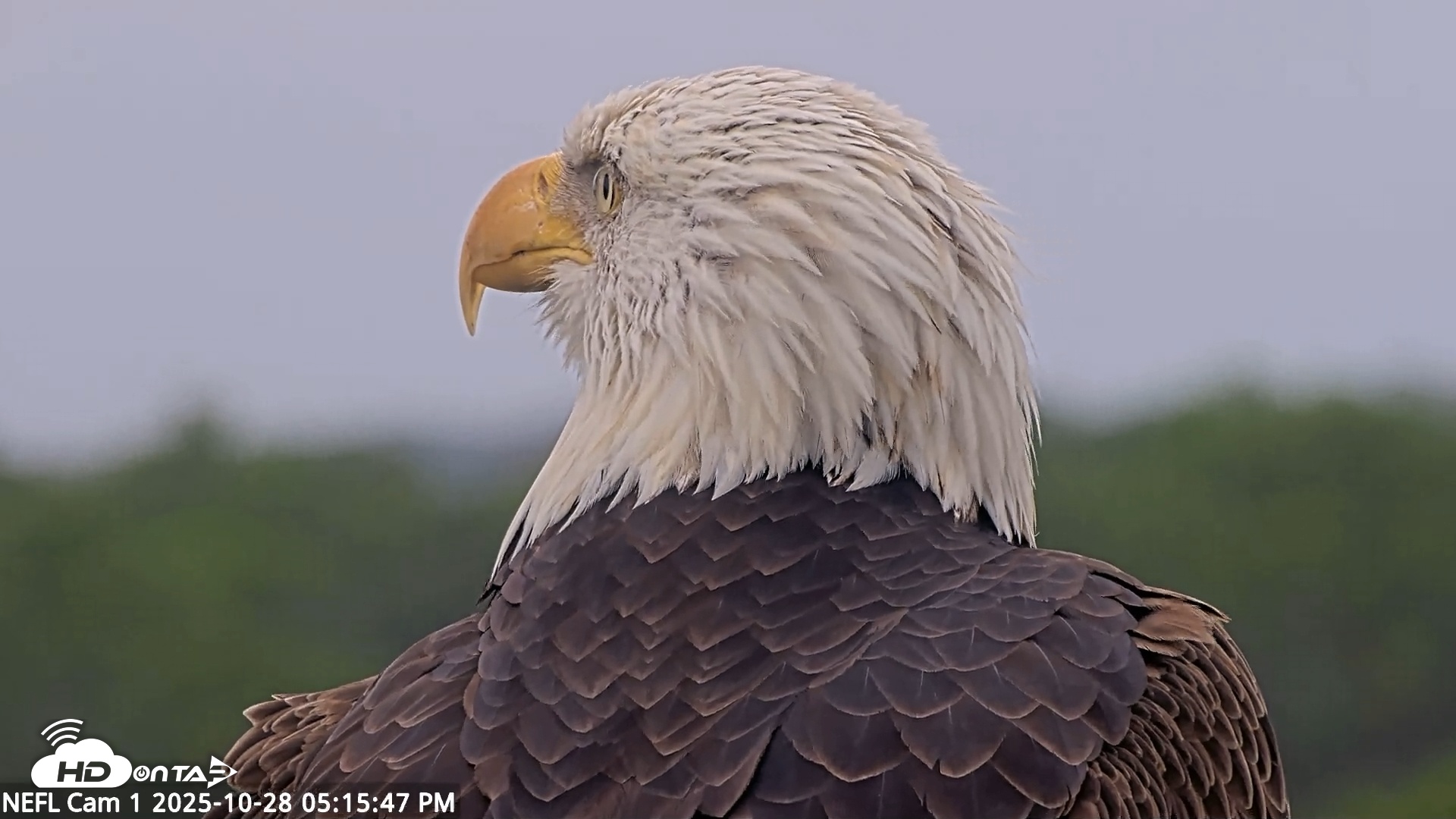Snapshot of NE Florida Eagles Live Webcam taken Oct 28, 2025, 5:16pm EDT
