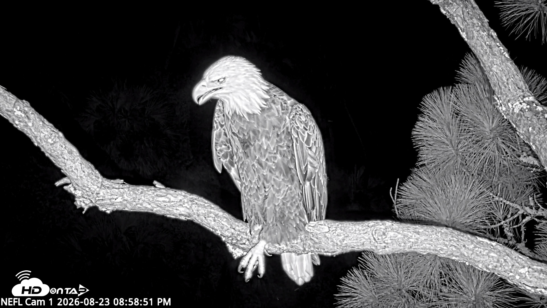 Snapshot of NE Florida Eagles Live Webcam taken Aug 23, 2026, 9:00pm EDT