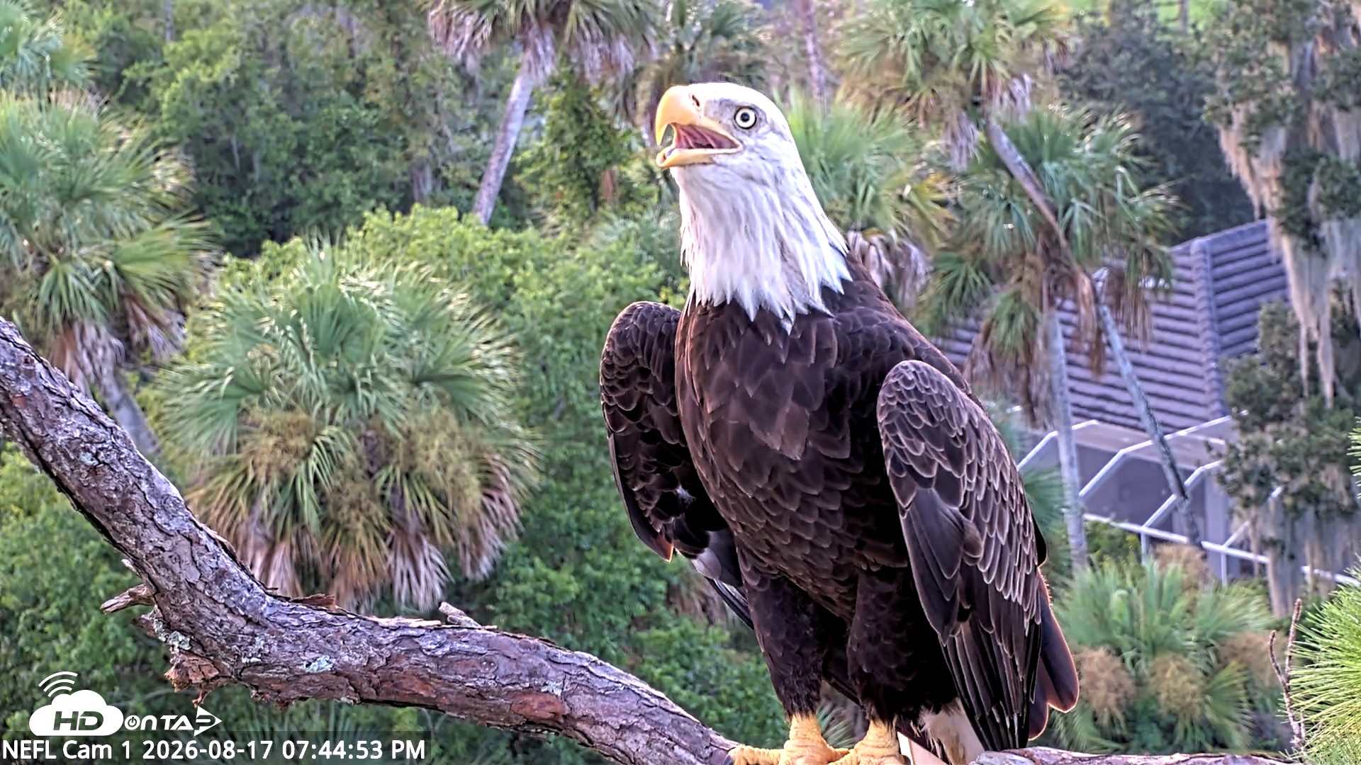 Snapshot of NE Florida Eagles Live Webcam taken Aug 17, 2026, 7:45pm EDT