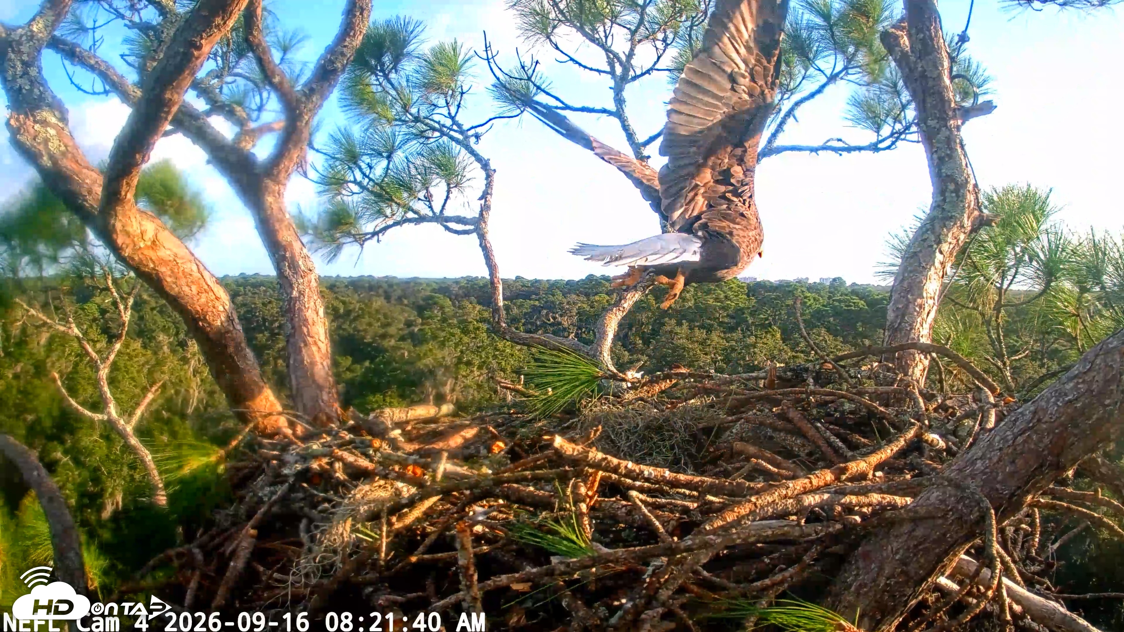 Snapshot of NE Florida Eagles Live Webcam taken Sep 16, 2026, 8:22am EDT