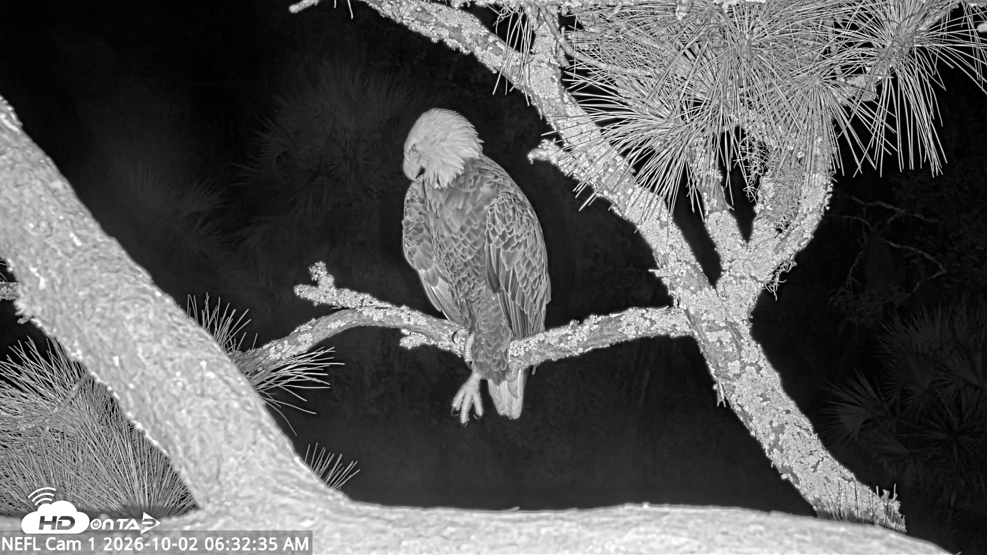 Snapshot of NE Florida Eagles Live Webcam taken Oct 2, 2026, 6:33am EDT
