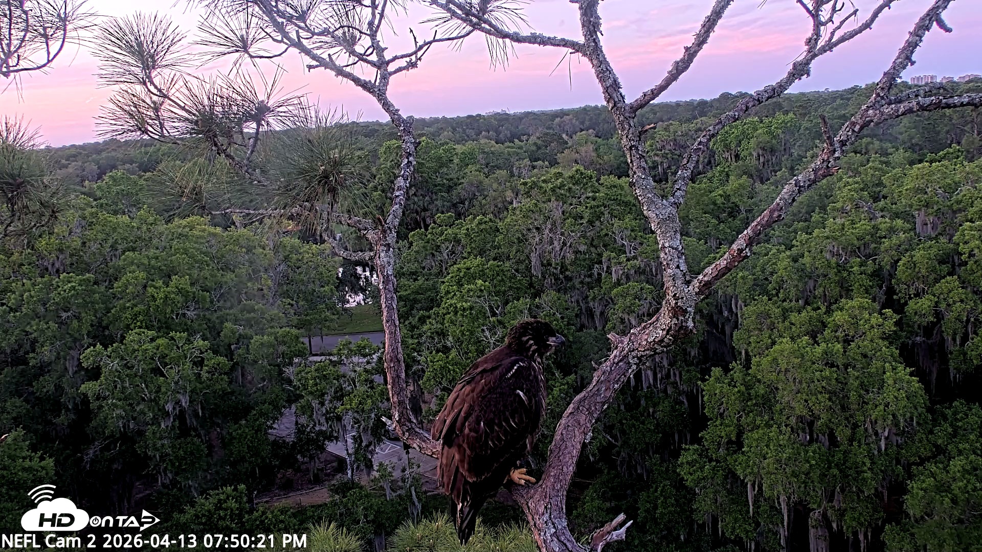 Snapshot of NE Florida Eagles Live Webcam taken Apr 13, 2026, 7:51pm EDT