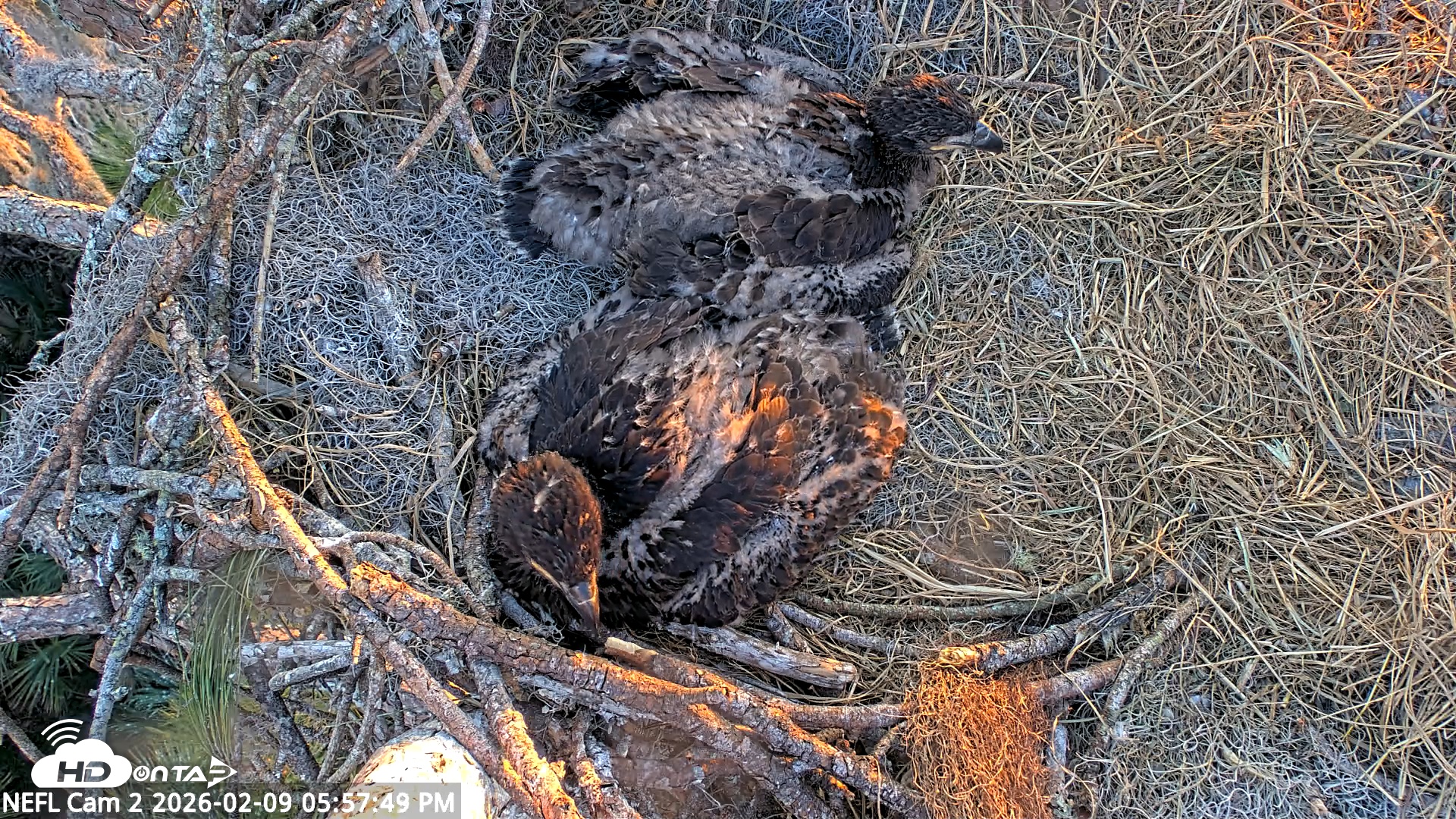 Snapshot of NE Florida Eagles Live Webcam taken Feb 9, 2026, 5:58pm EST