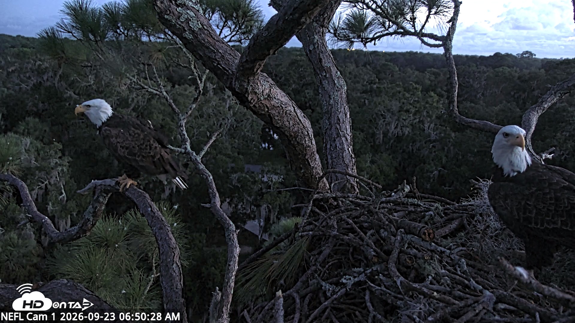 Snapshot of NE Florida Eagles Live Webcam taken Sep 23, 2026, 6:51am EDT