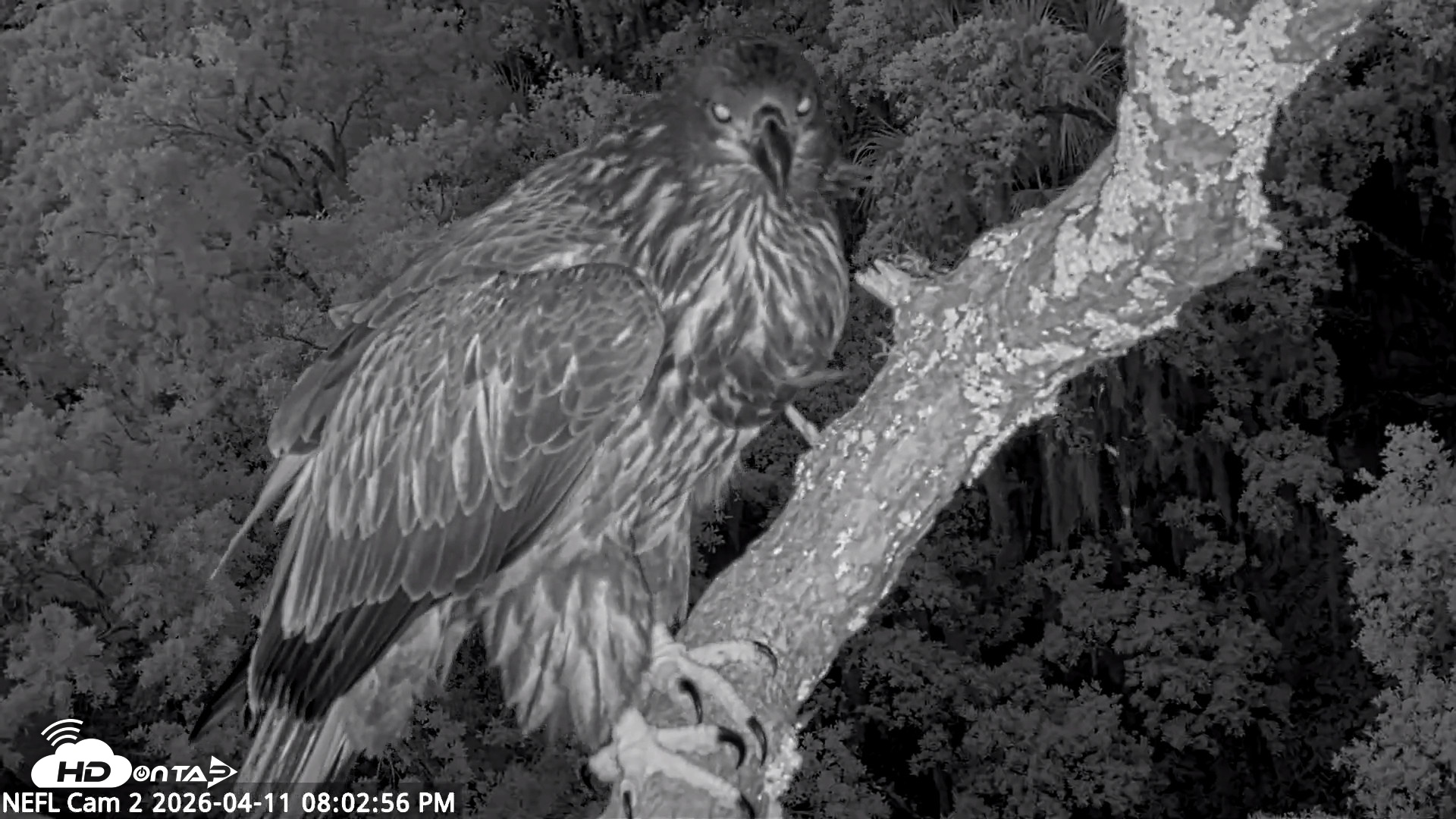 Snapshot of NE Florida Eagles Live Webcam taken Apr 11, 2026, 8:03pm EDT