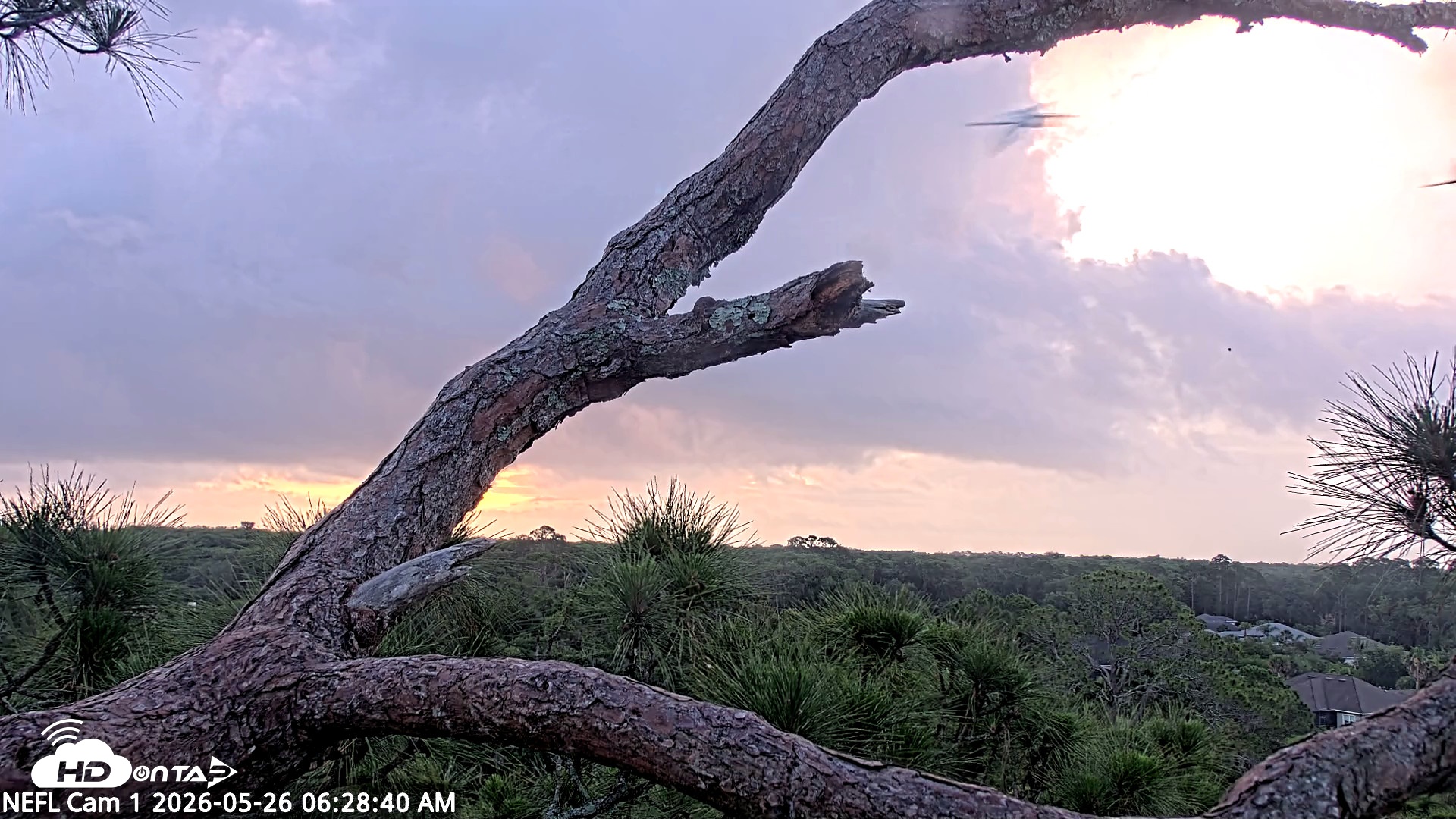 Snapshot of NE Florida Eagles Live Webcam taken May 26, 2026, 6:29am EDT