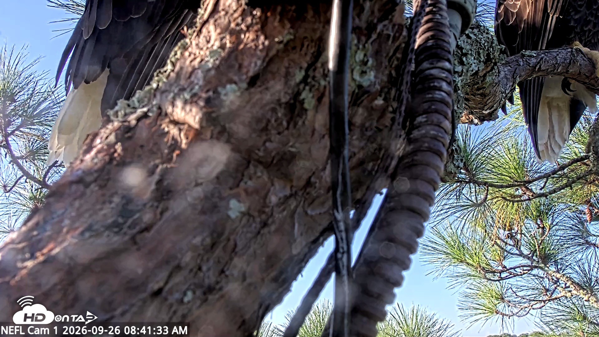Snapshot of NE Florida Eagles Live Webcam taken Sep 26, 2026, 8:42am EDT