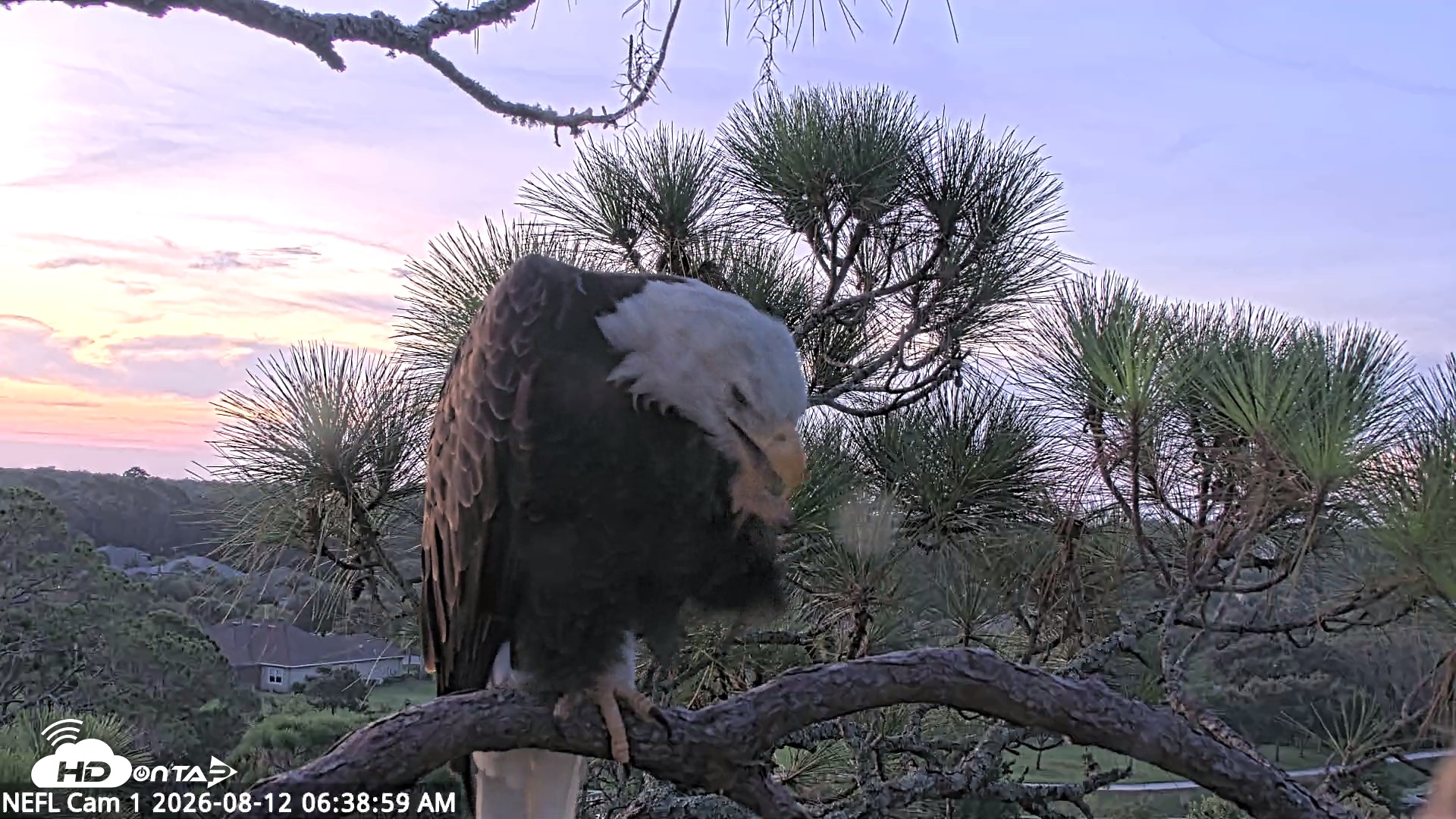 Snapshot of NE Florida Eagles Live Webcam taken Aug 12, 2026, 6:40am EDT