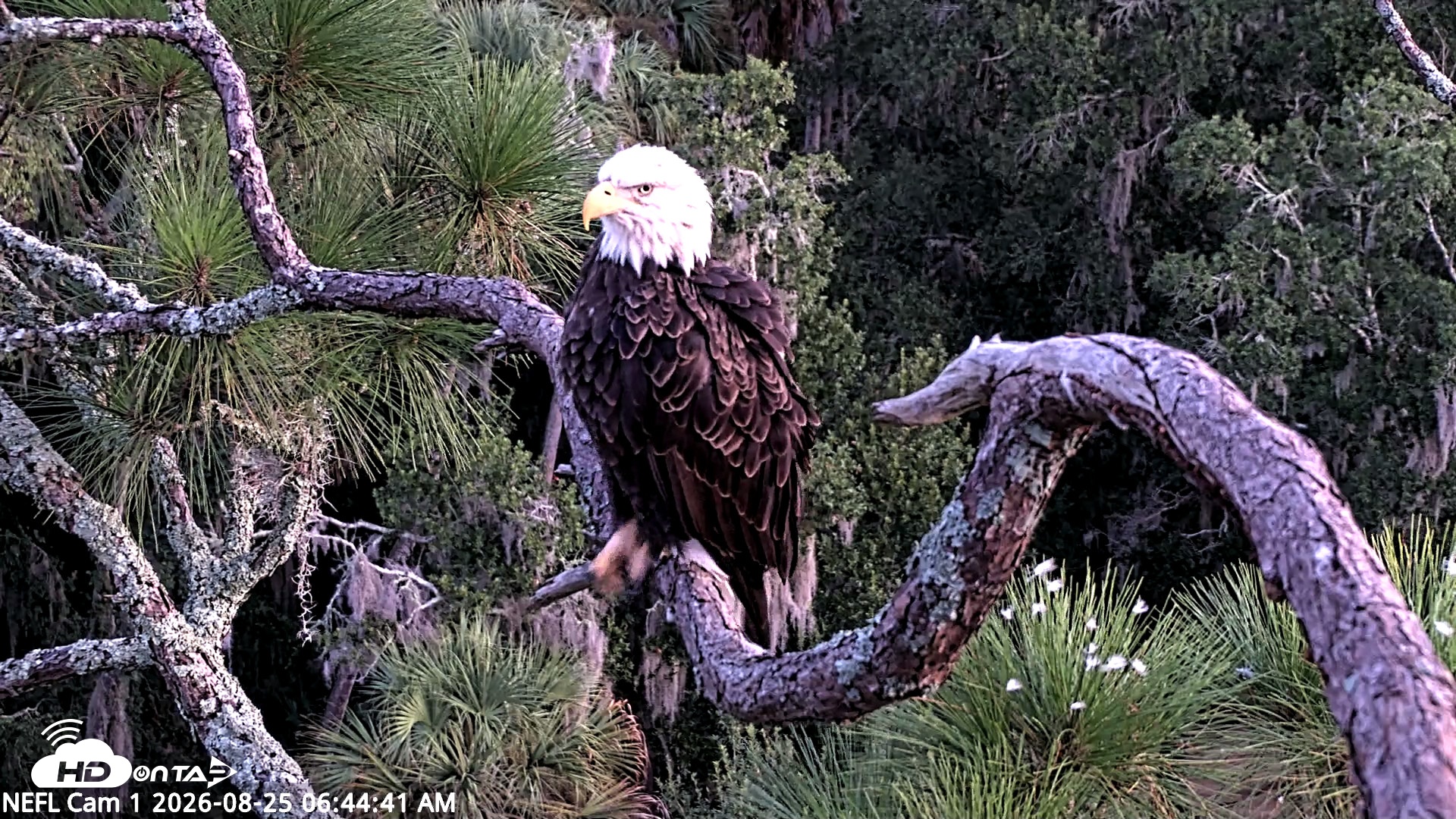 Snapshot of NE Florida Eagles Live Webcam taken Aug 25, 2026, 6:45am EDT