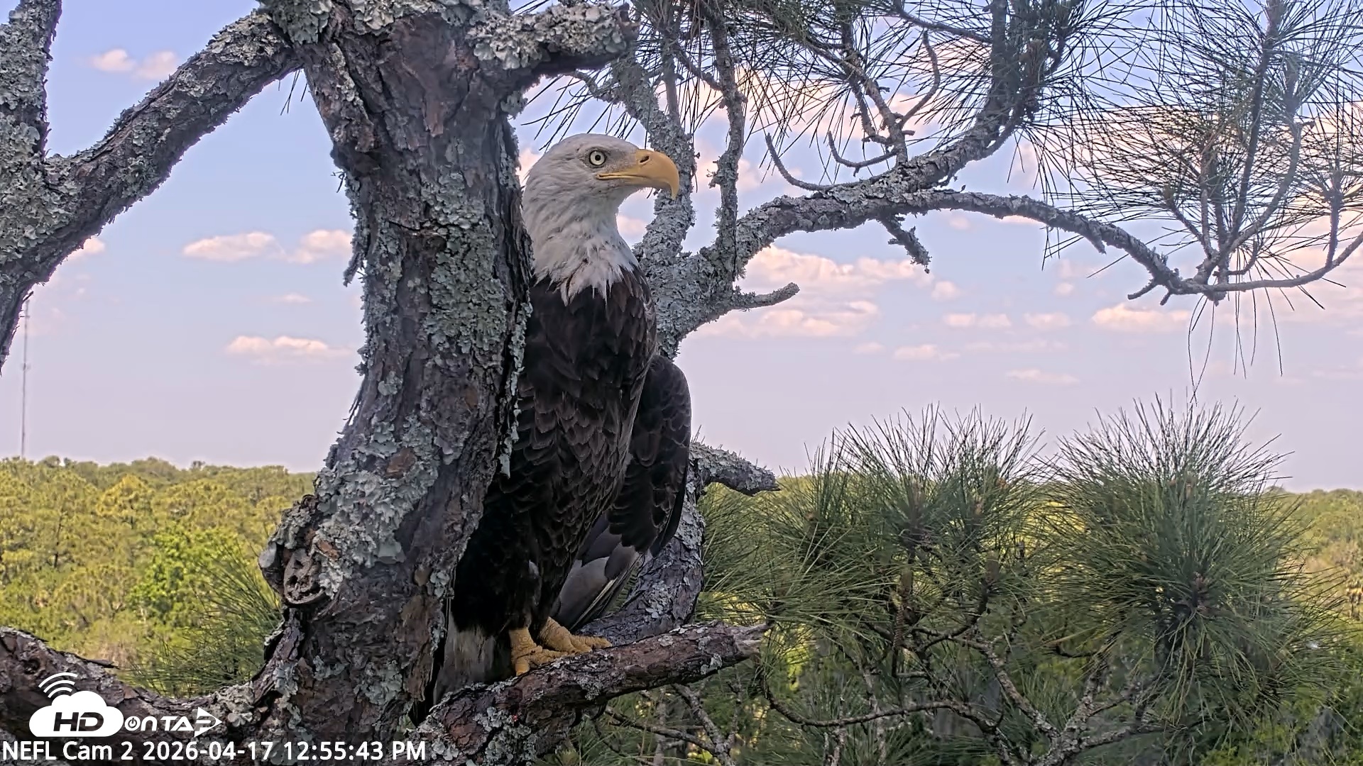 Snapshot of NE Florida Eagles Live Webcam taken Apr 17, 2026, 12:56pm EDT
