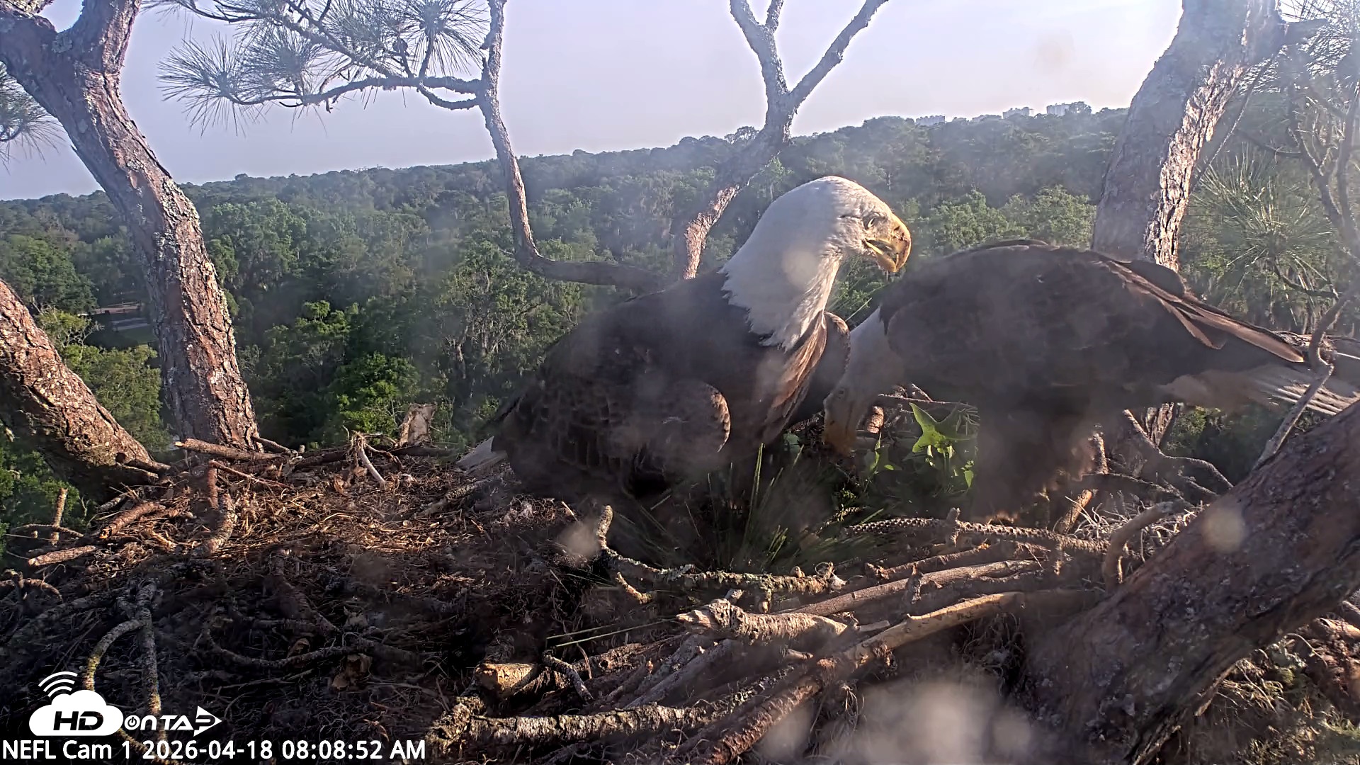 Snapshot of NE Florida Eagles Live Webcam taken Apr 18, 2026, 8:09am EDT