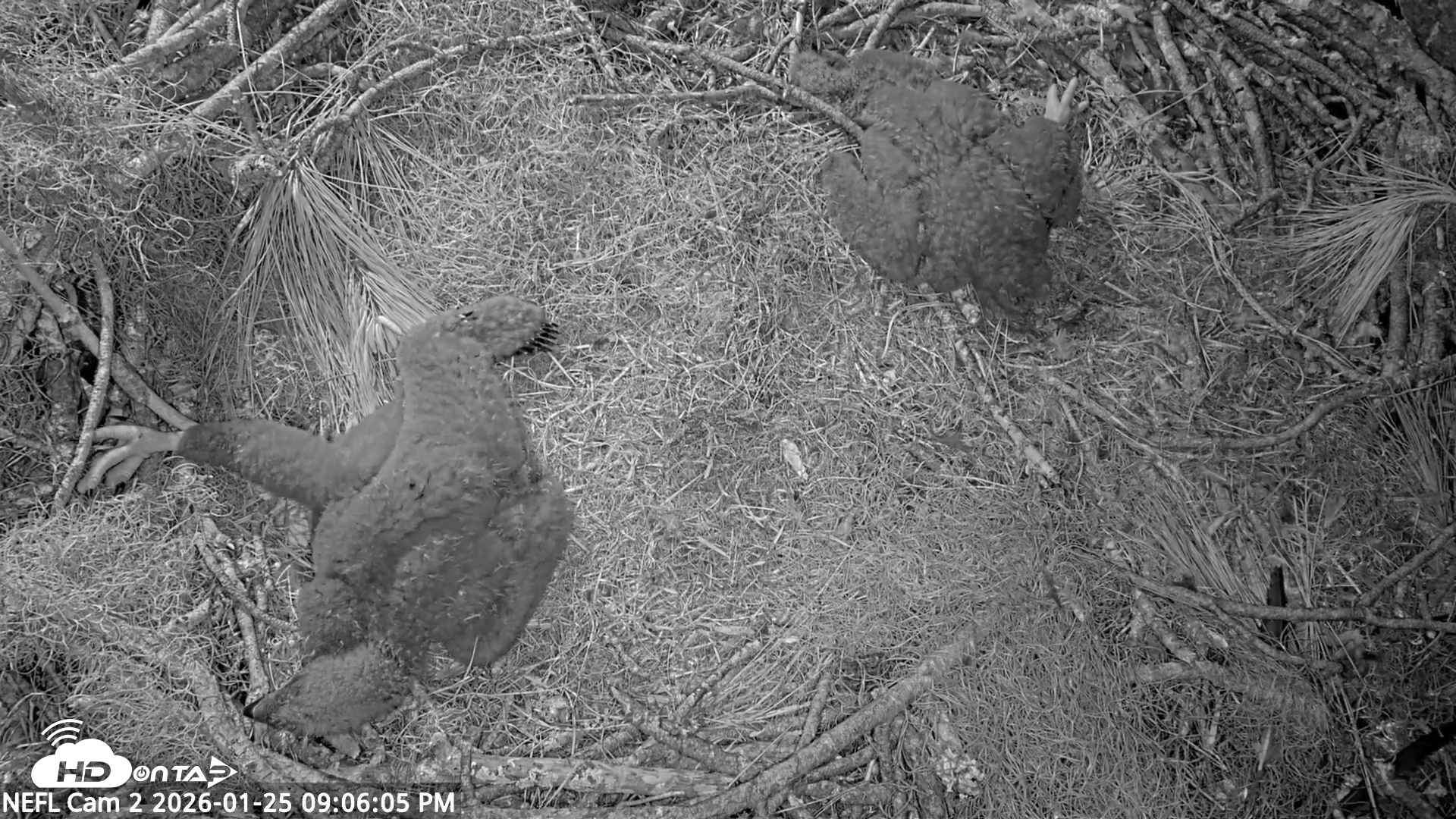 Snapshot of NE Florida Eagles Live Webcam taken Jan 25, 2026, 9:06pm EST
