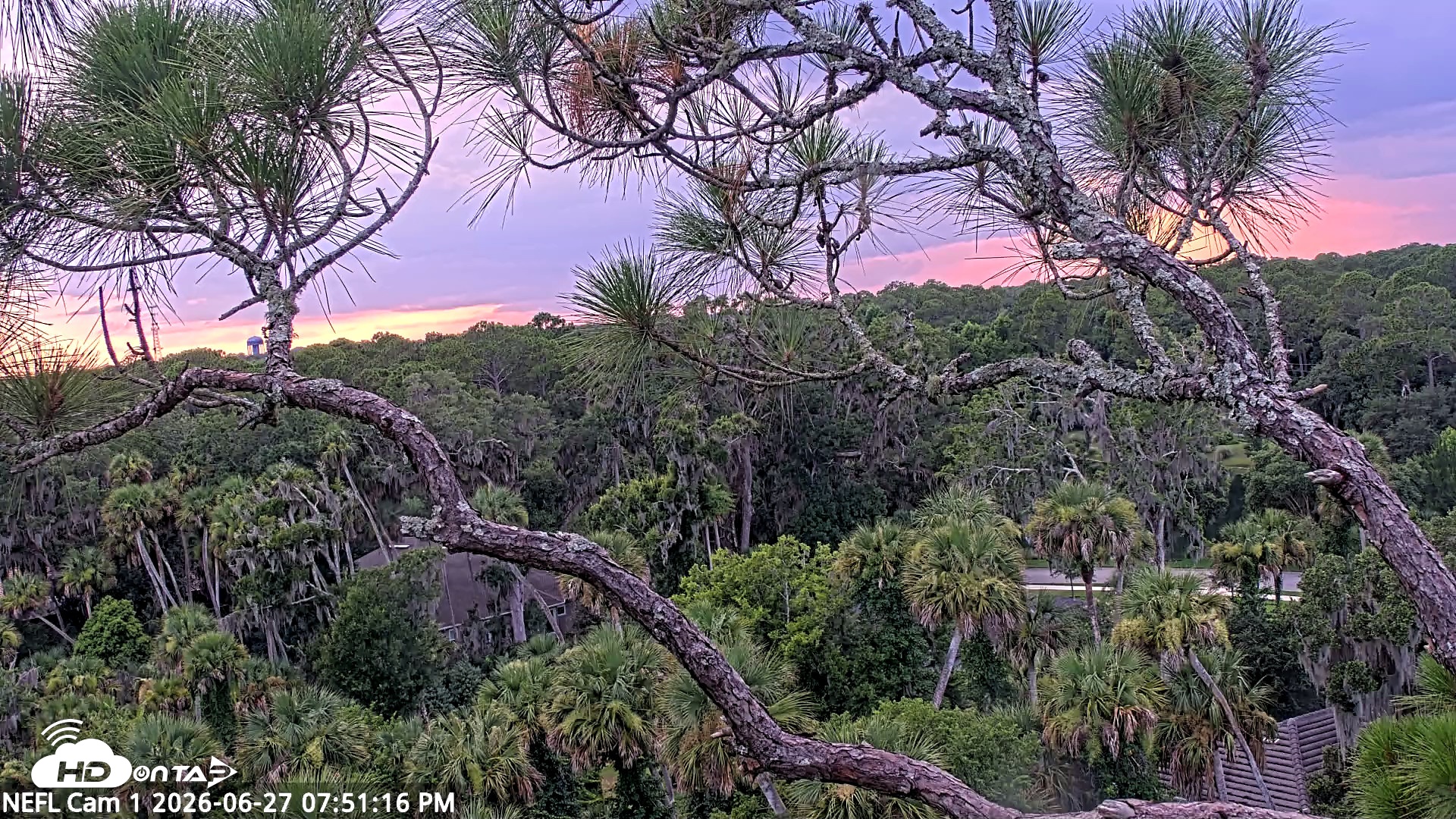Snapshot of NE Florida Eagles Live Webcam taken Jun 27, 2026, 7:52pm EDT