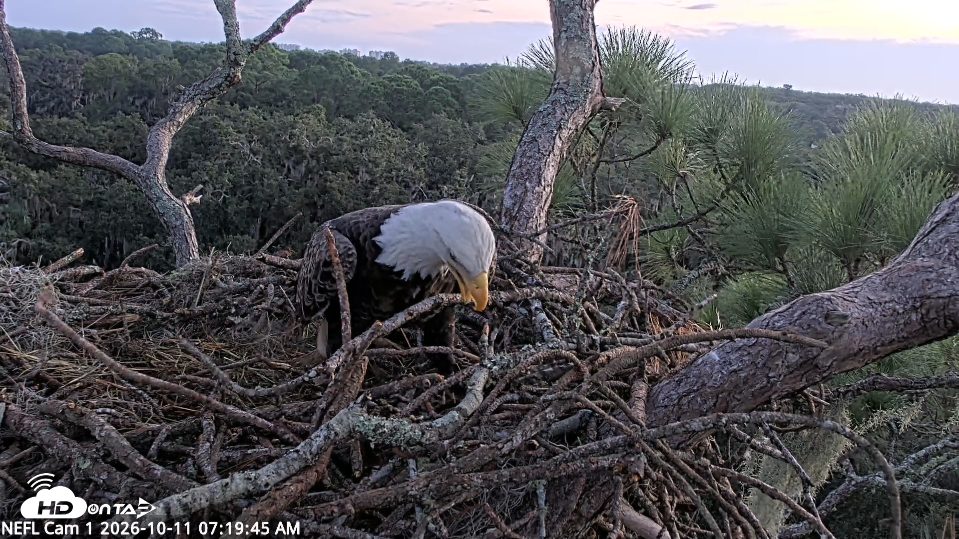 Snapshot of NE Florida Eagles Live Webcam taken Oct 11, 2026, 7:20am EDT