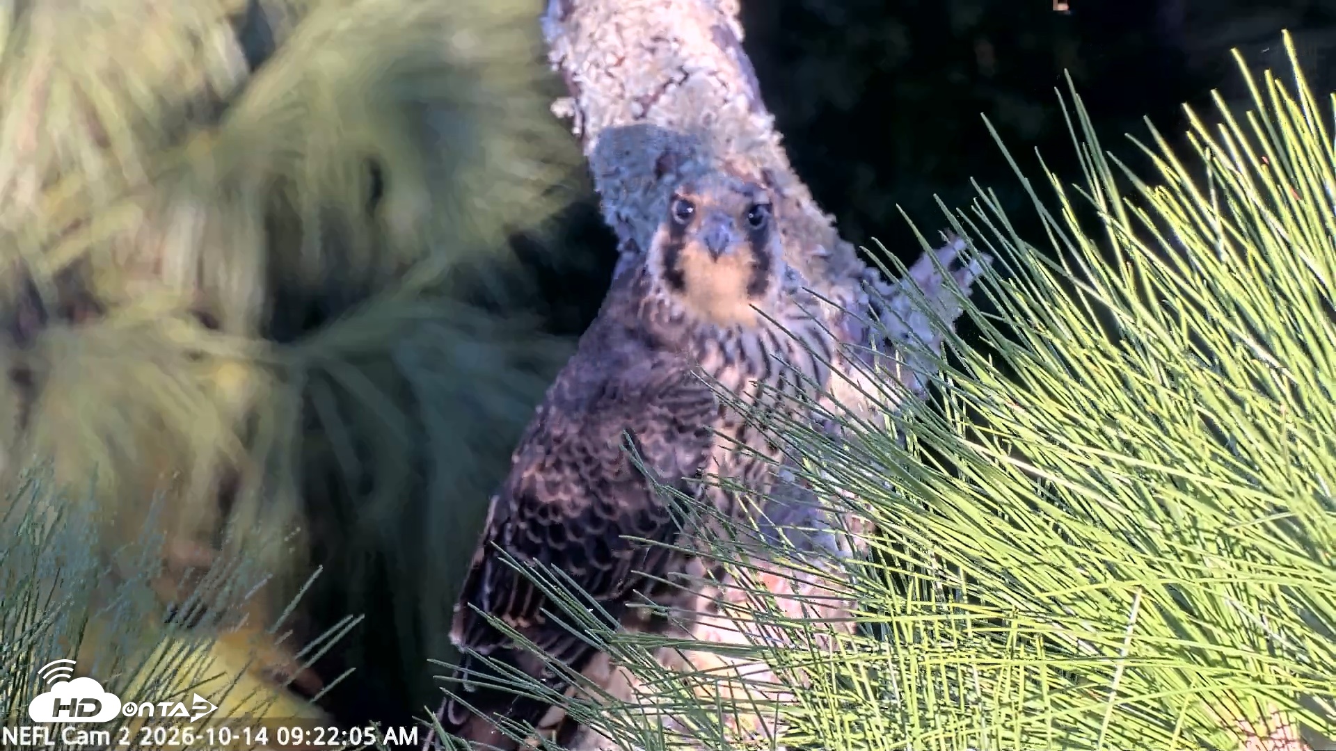 Snapshot of NE Florida Eagles Live Webcam taken Oct 14, 2026, 9:23am EDT