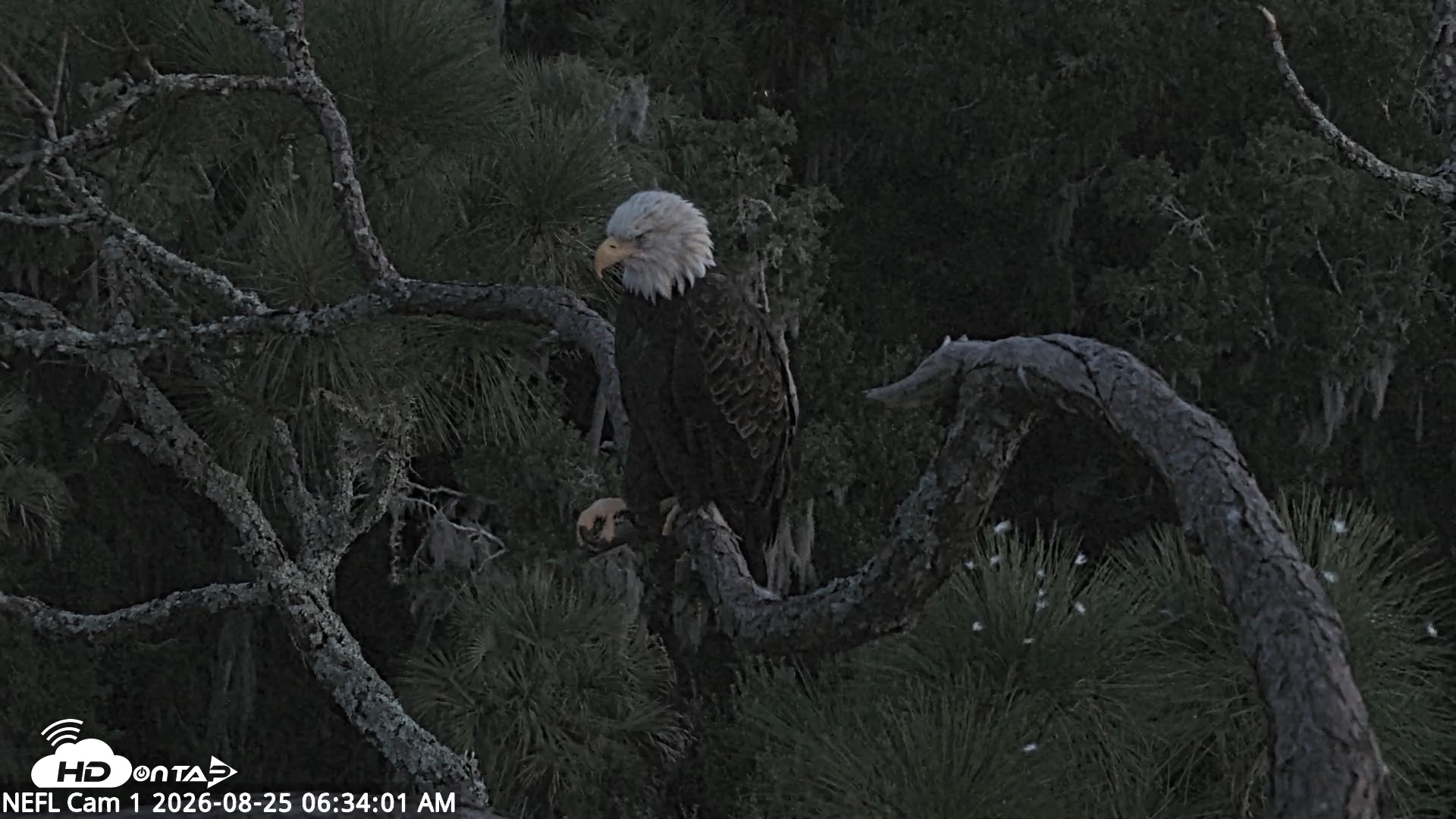 Snapshot of NE Florida Eagles Live Webcam taken Aug 25, 2026, 6:35am EDT