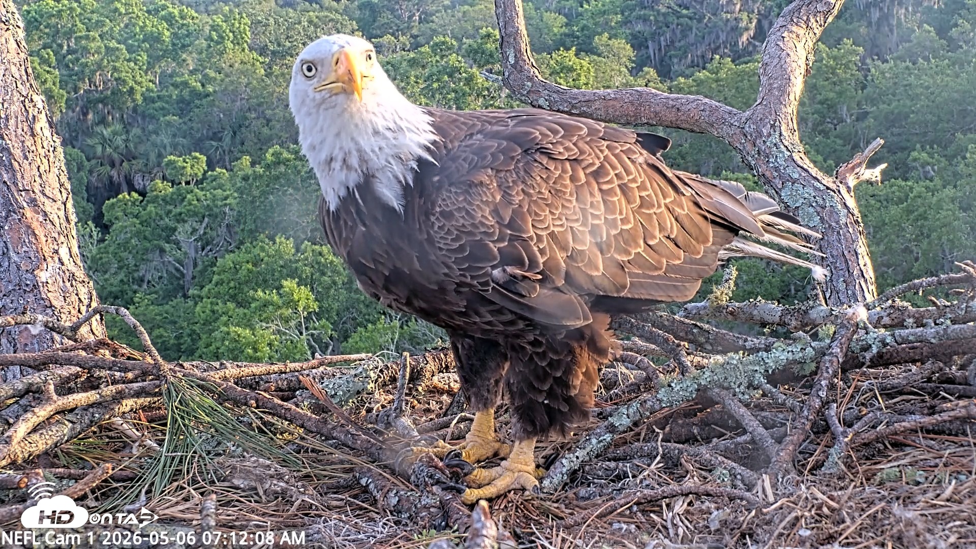 Snapshot of NE Florida Eagles Live Webcam taken May 6, 2026, 7:12am EDT