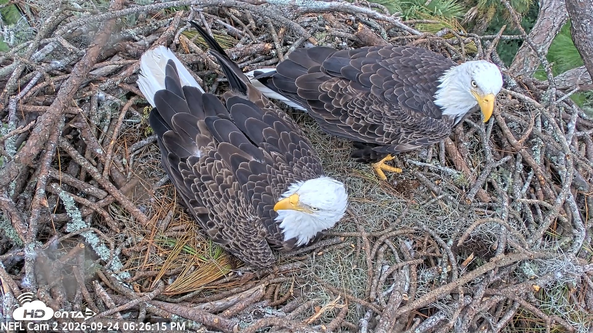 Snapshot of NE Florida Eagles Live Webcam taken Sep 24, 2026, 6:27pm EDT