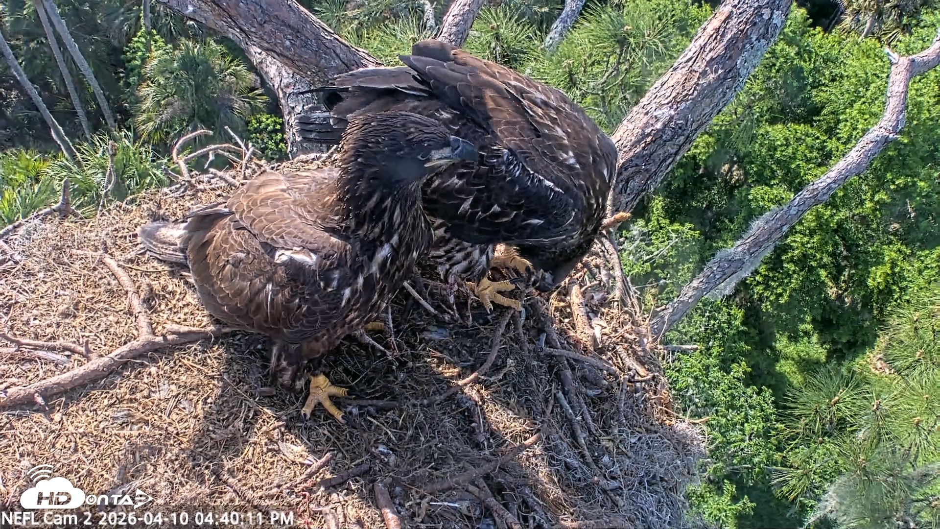 Snapshot of NE Florida Eagles Live Webcam taken Apr 10, 2026, 4:40pm EDT