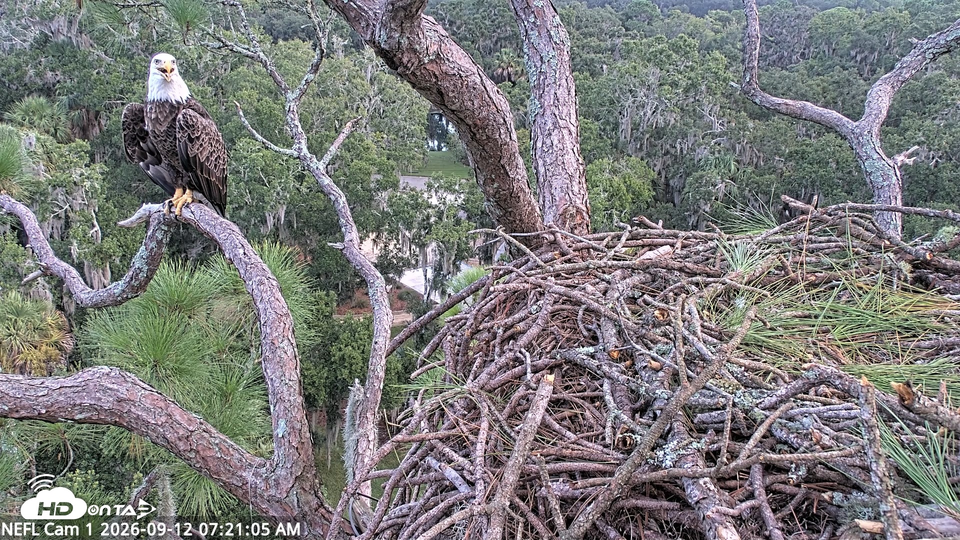 Snapshot of NE Florida Eagles Live Webcam taken Sep 12, 2026, 7:22am EDT