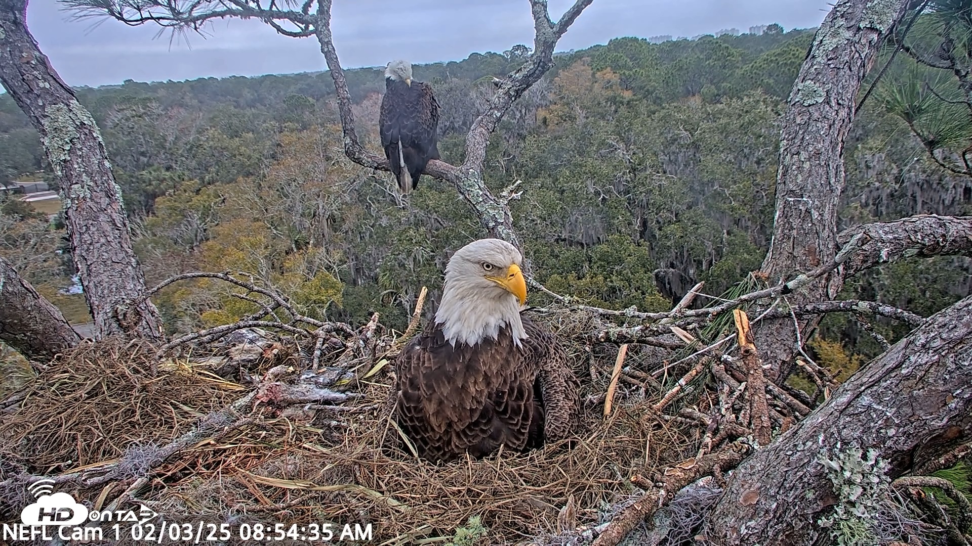 Snapshot of NE Florida Eagles Live Webcam taken Feb 3, 2025, 8:54am EST