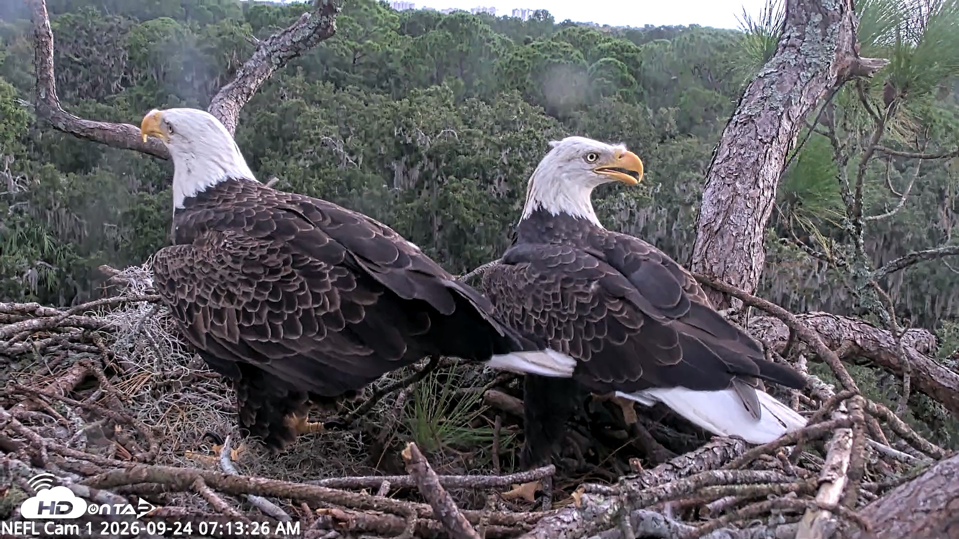 Snapshot of NE Florida Eagles Live Webcam taken Sep 24, 2026, 7:14am EDT