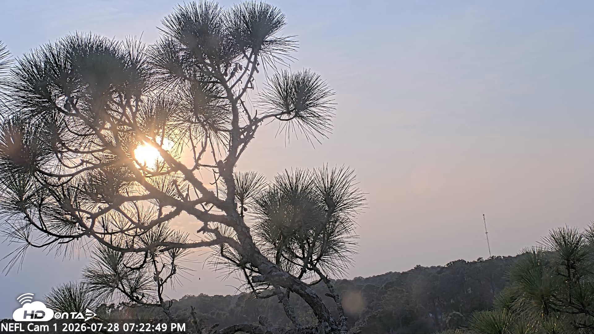 Snapshot of NE Florida Eagles Live Webcam taken Jul 28, 2026, 7:23pm EDT
