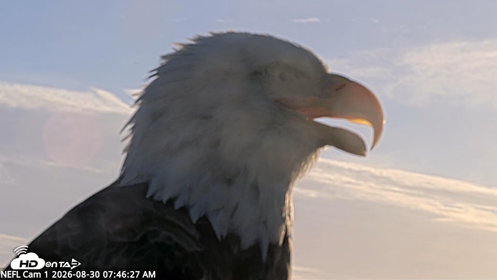 Snapshot of NE Florida Eagles Live Webcam taken Aug 30, 2026, 7:47am EDT